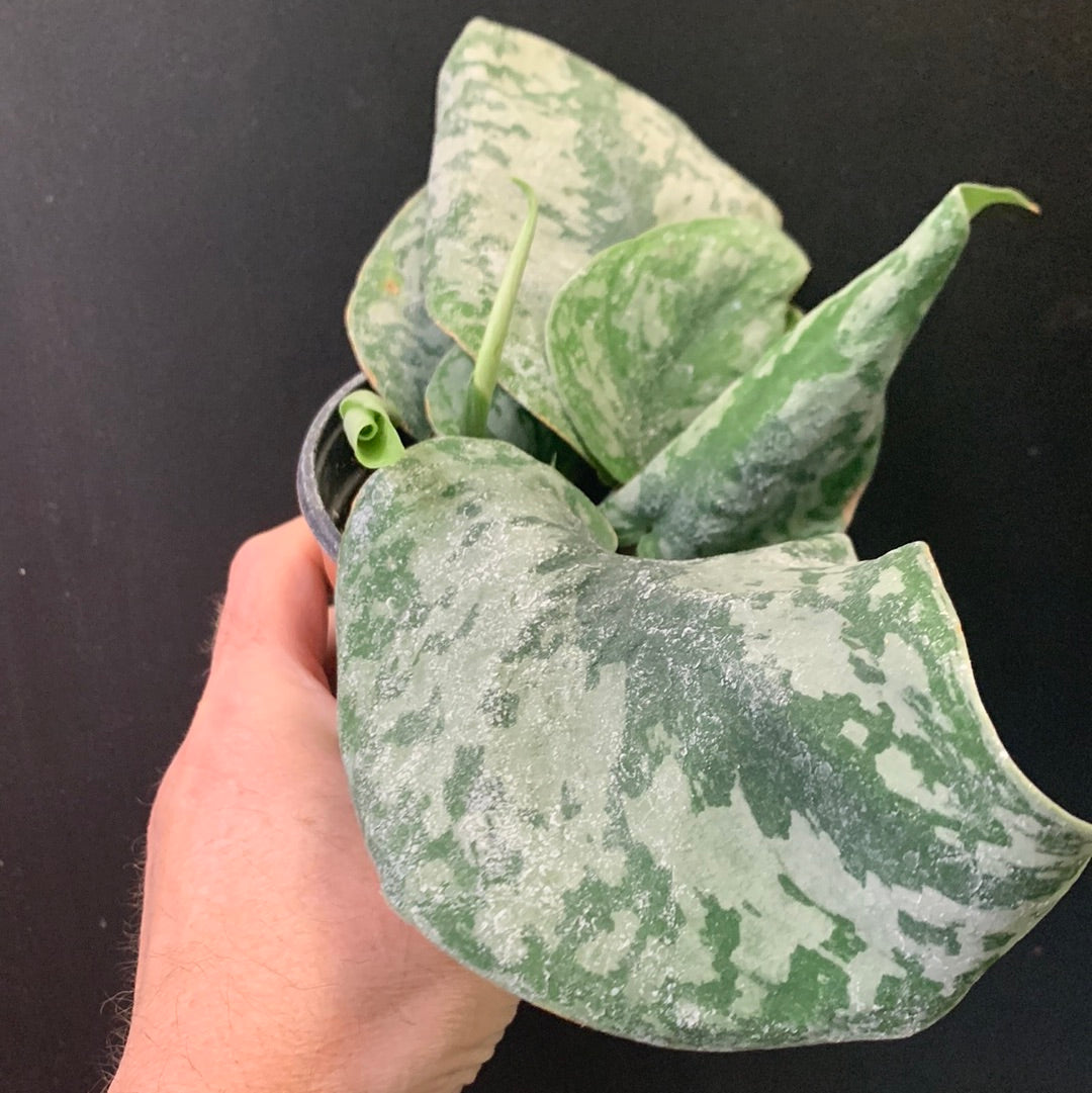 Scindapsus Silvery Ann