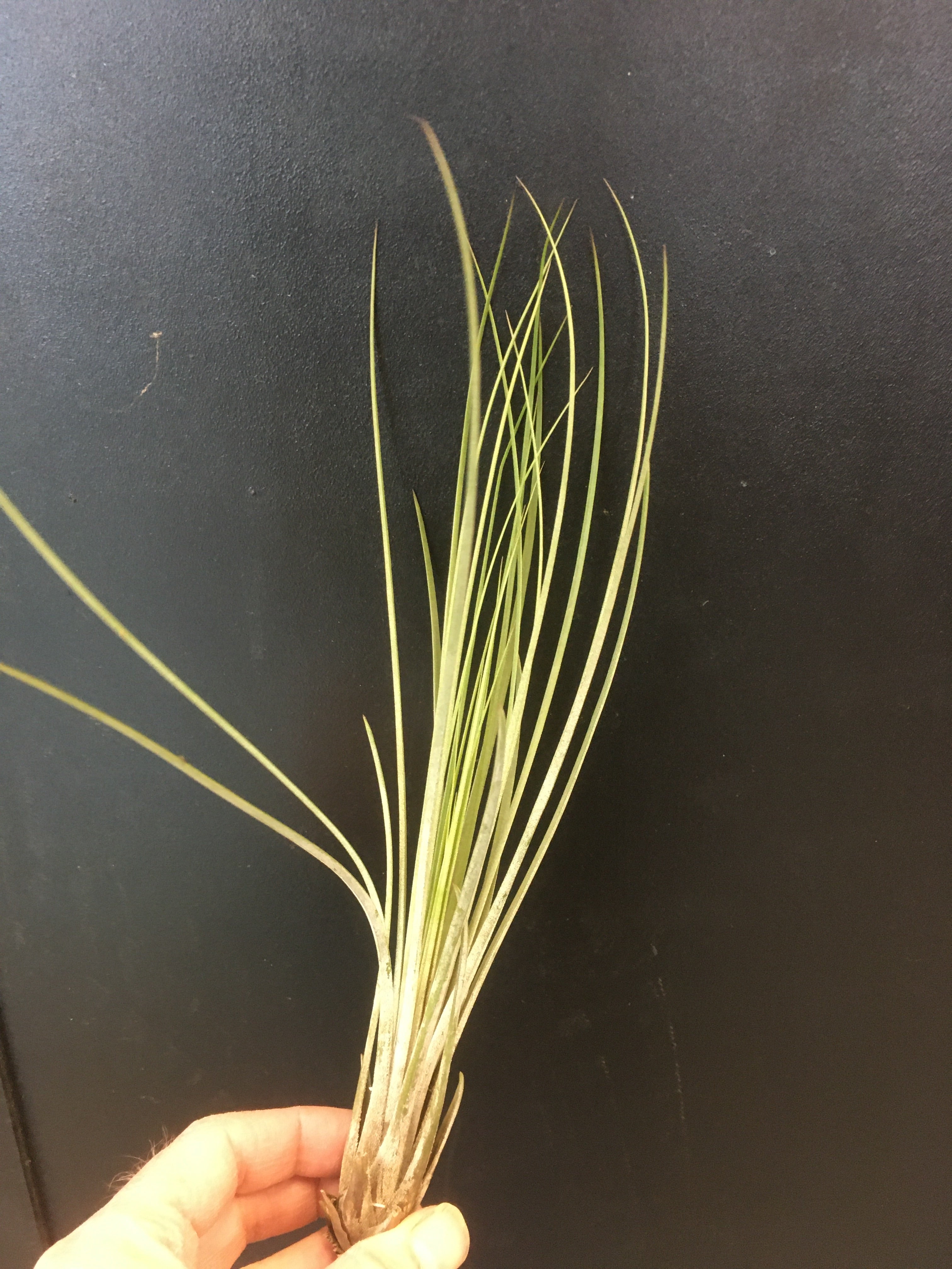 Tillandsia juncea
