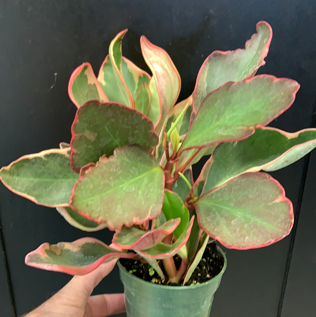 Peperomia 'Ginny'