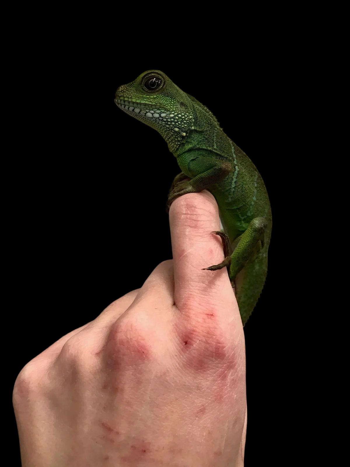Chinese water dragon hot sale kit