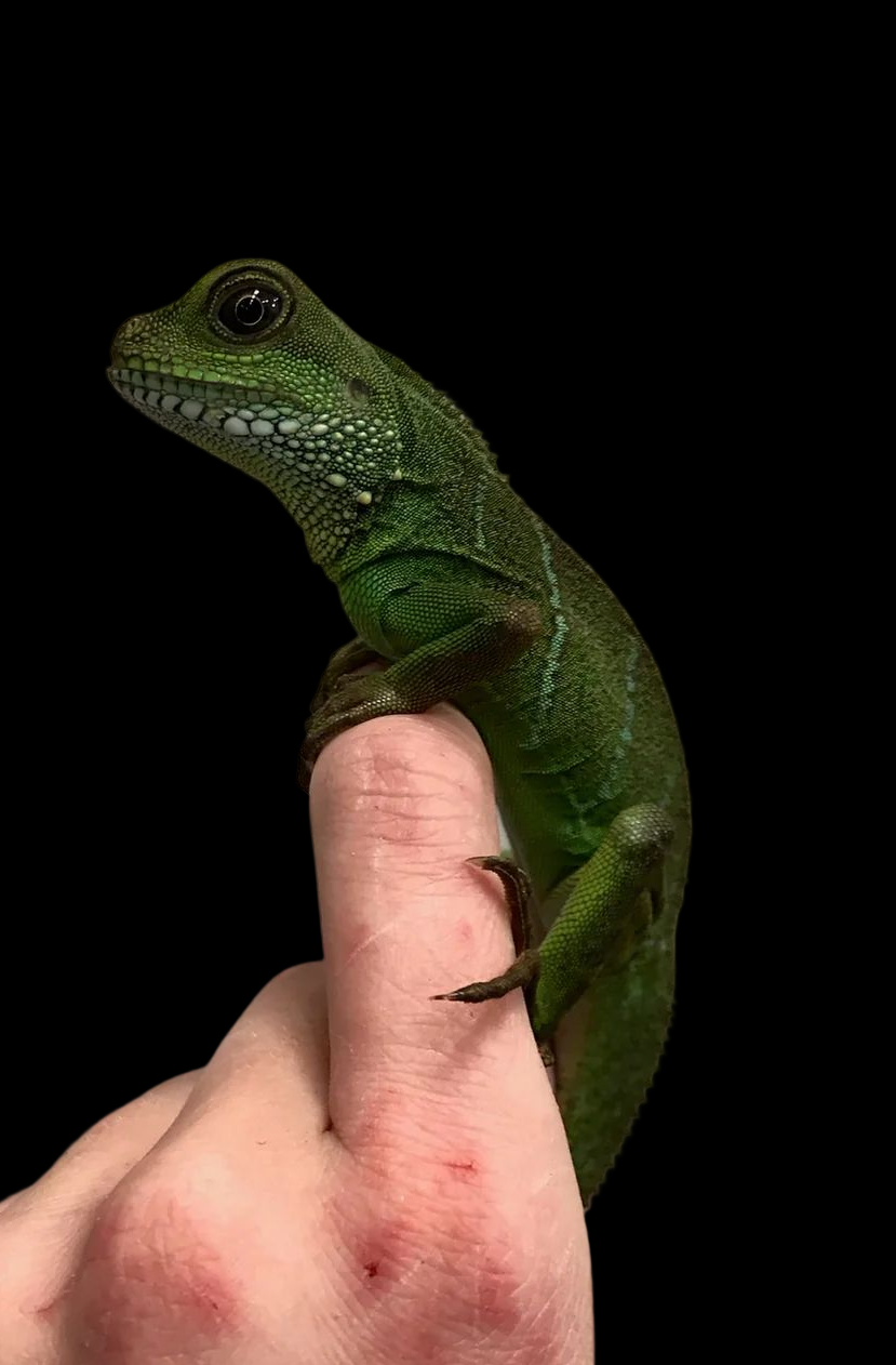 Chinese Water Dragon (Physignathus cocincinus)