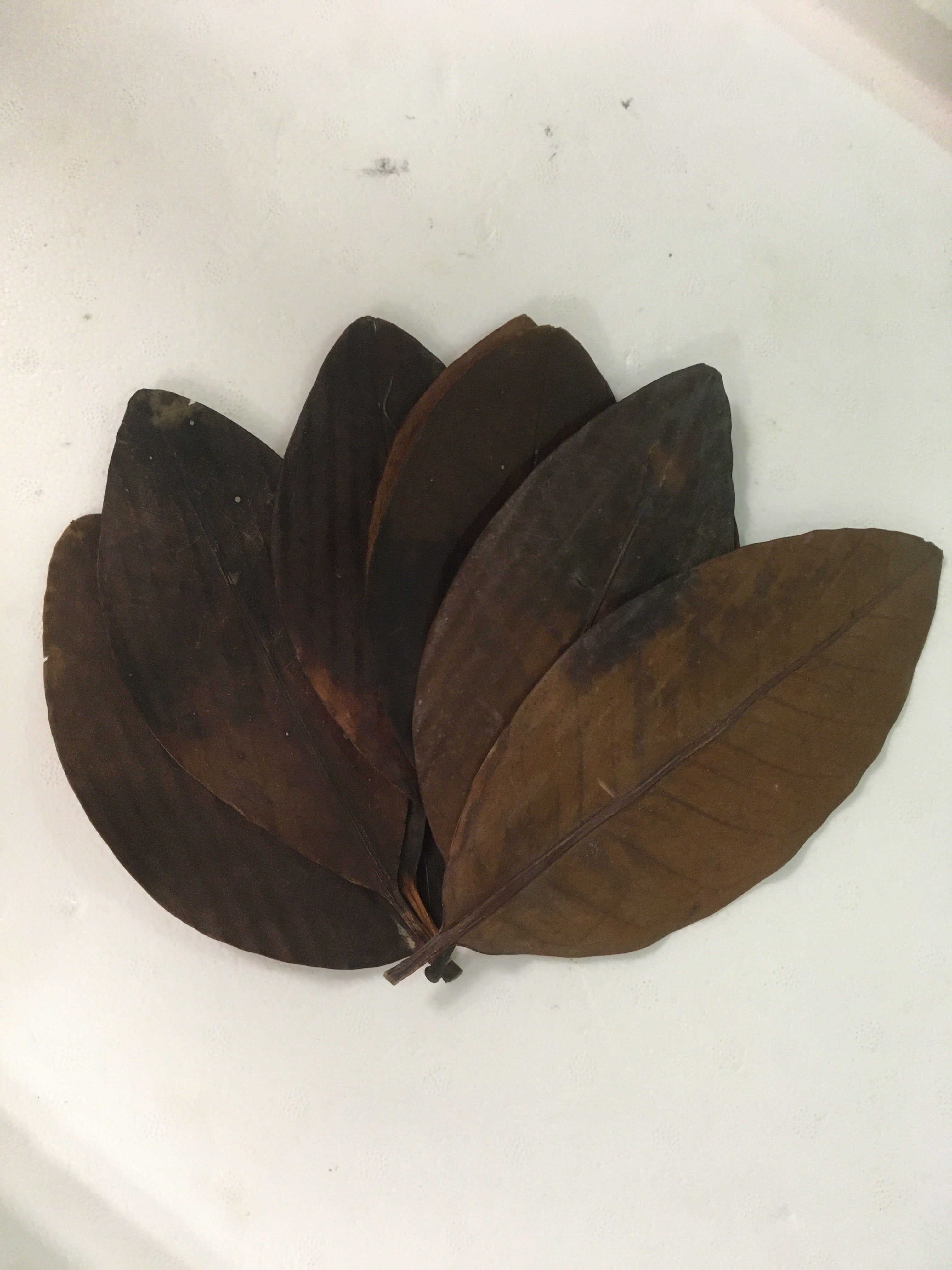 NewCal Mangrove Leaves