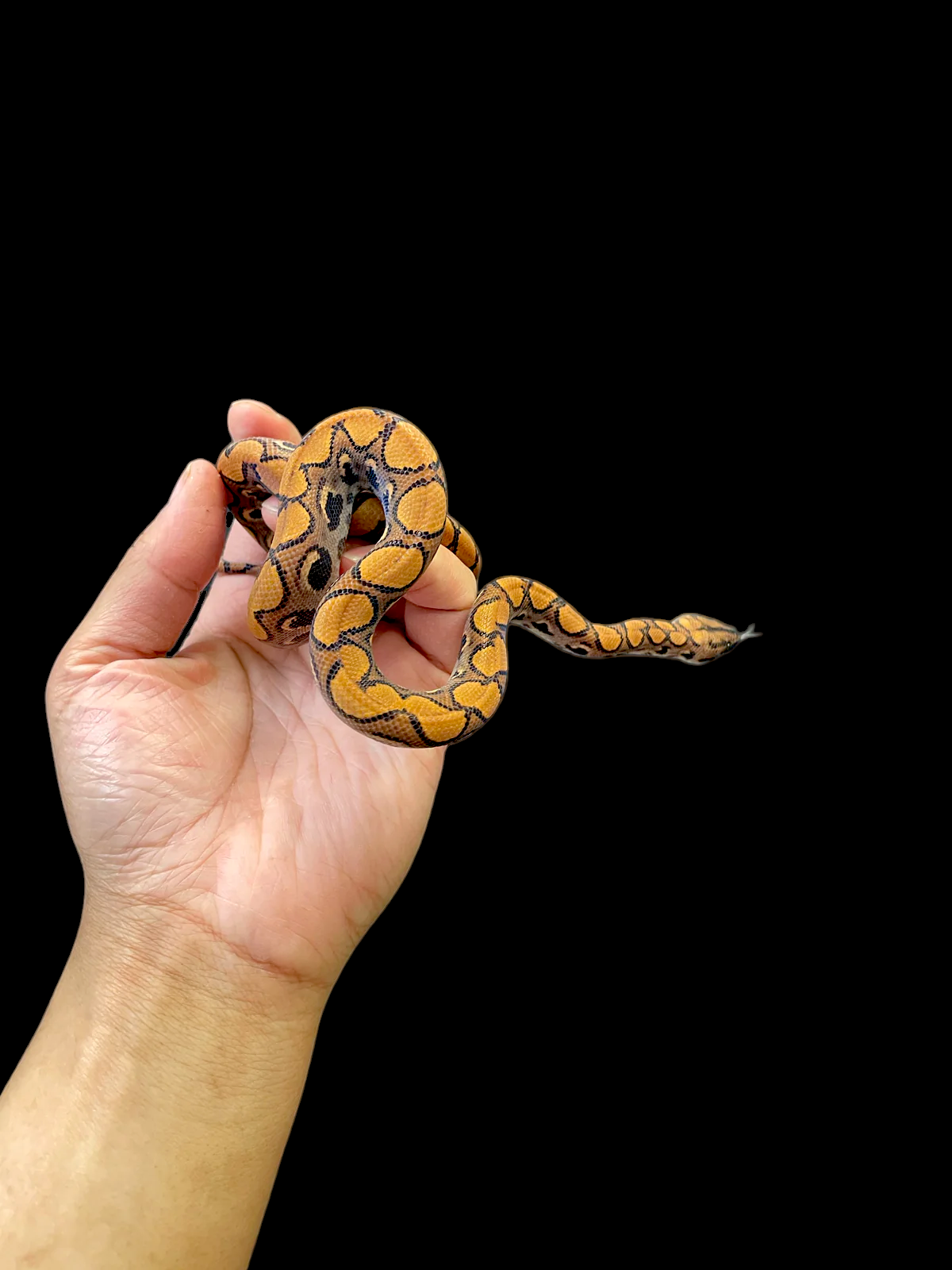 Brazilian Rainbow Boa CBB