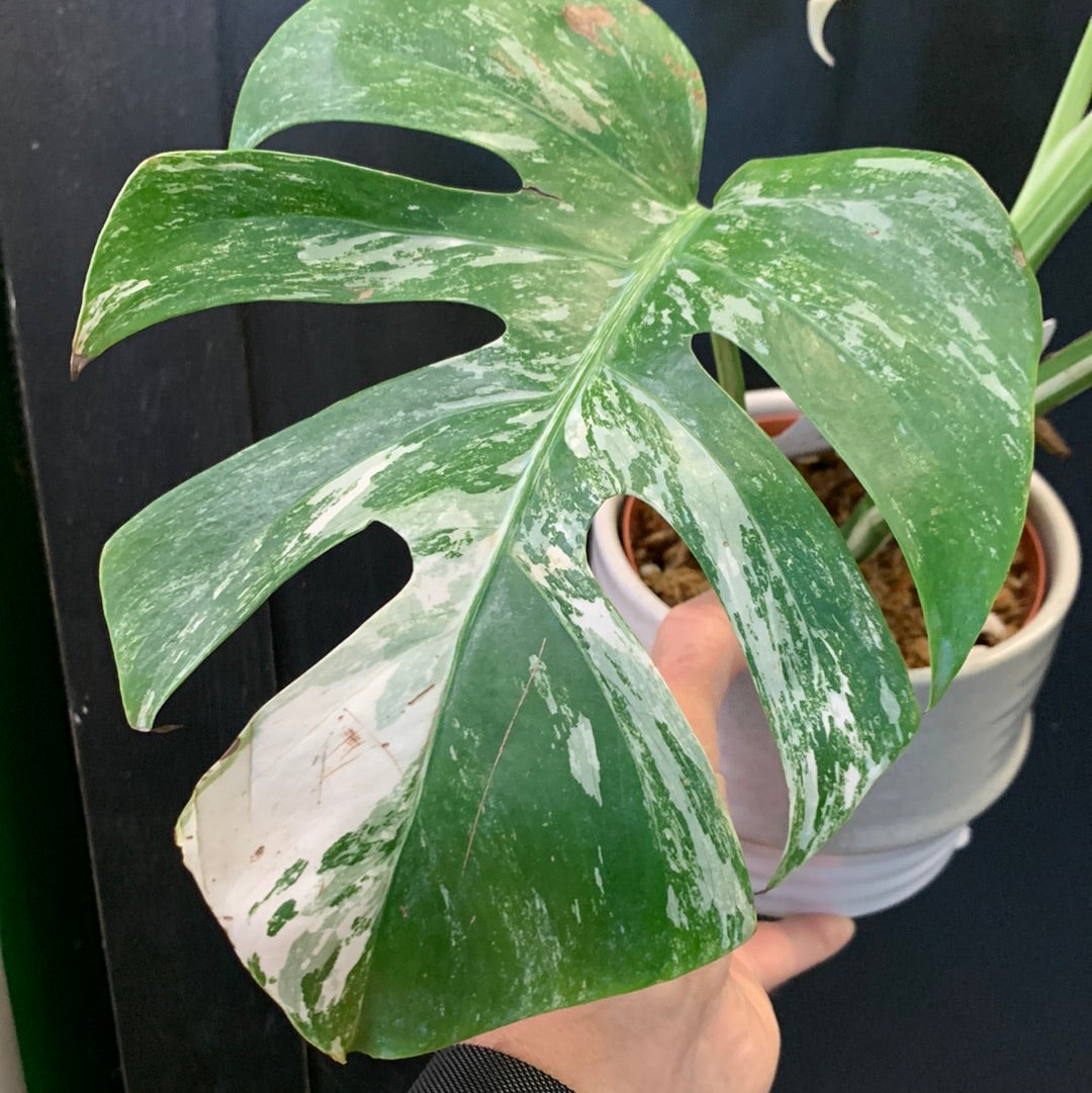 monstera deliciosa calgary Monstera Deliciosa Albo Variegata