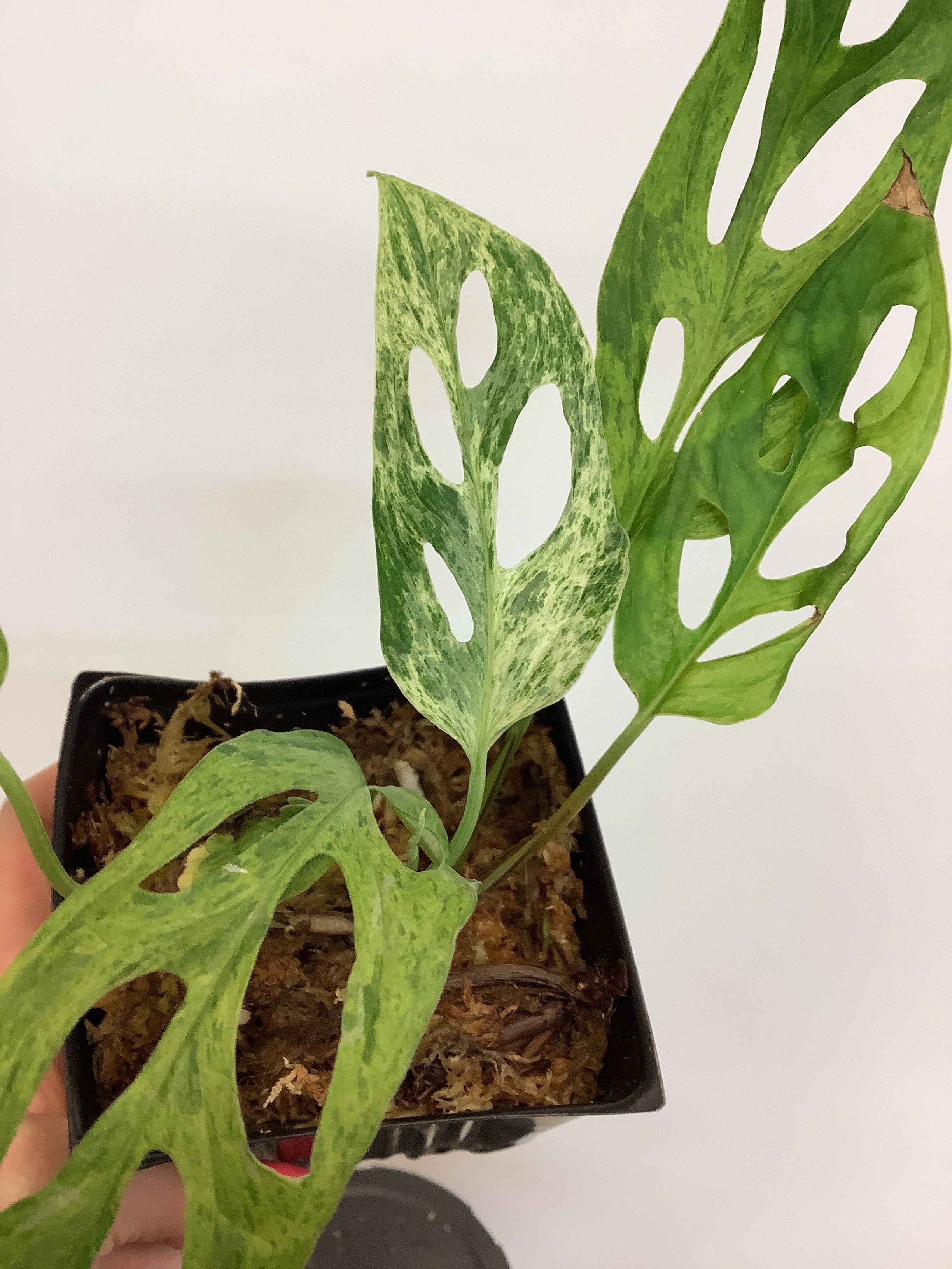 Monstera adansonii menthe panachée
