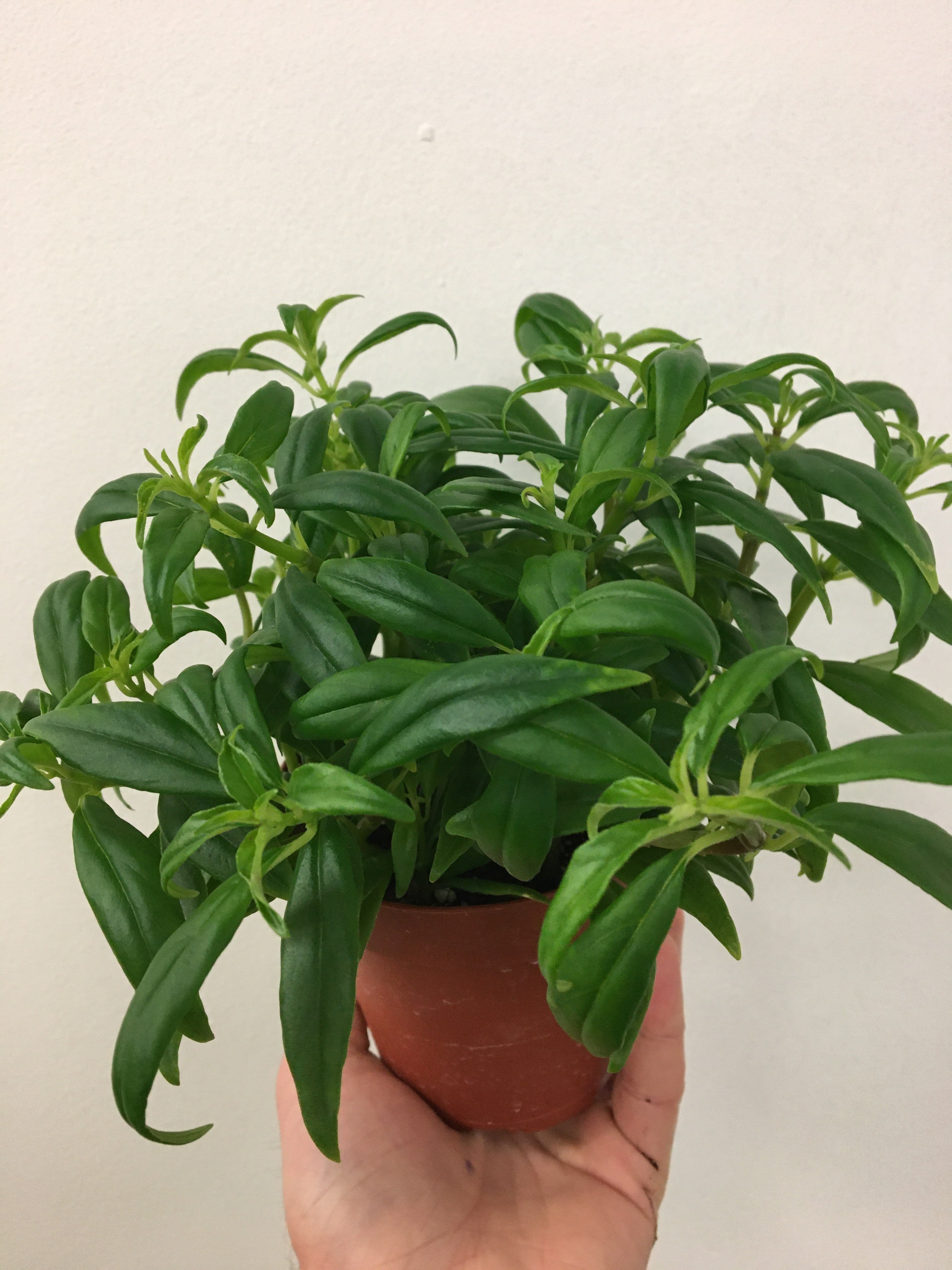 Green Goldfish Plant