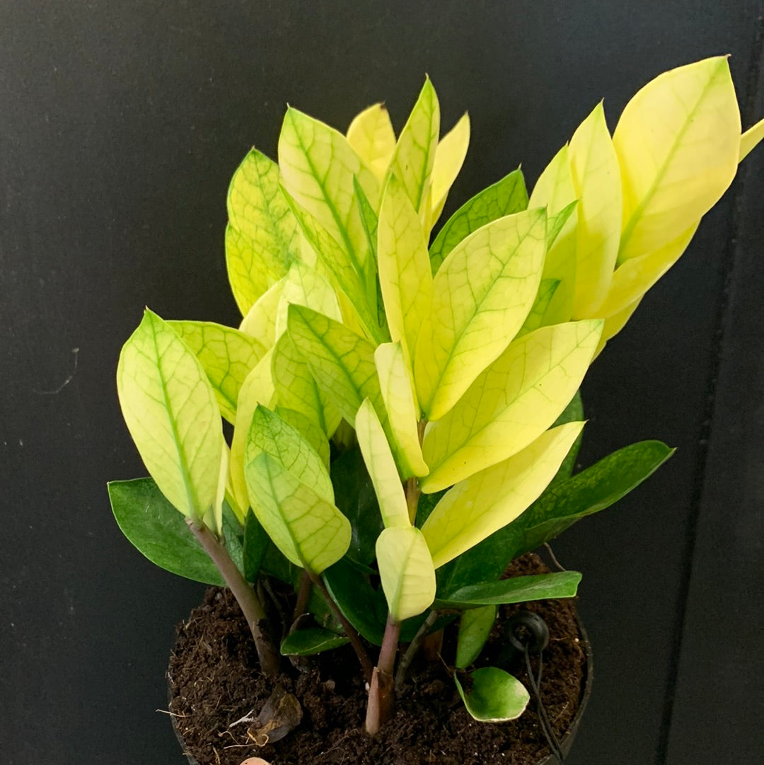 chameleon zz plant for sale Chameleon ZZ Plant