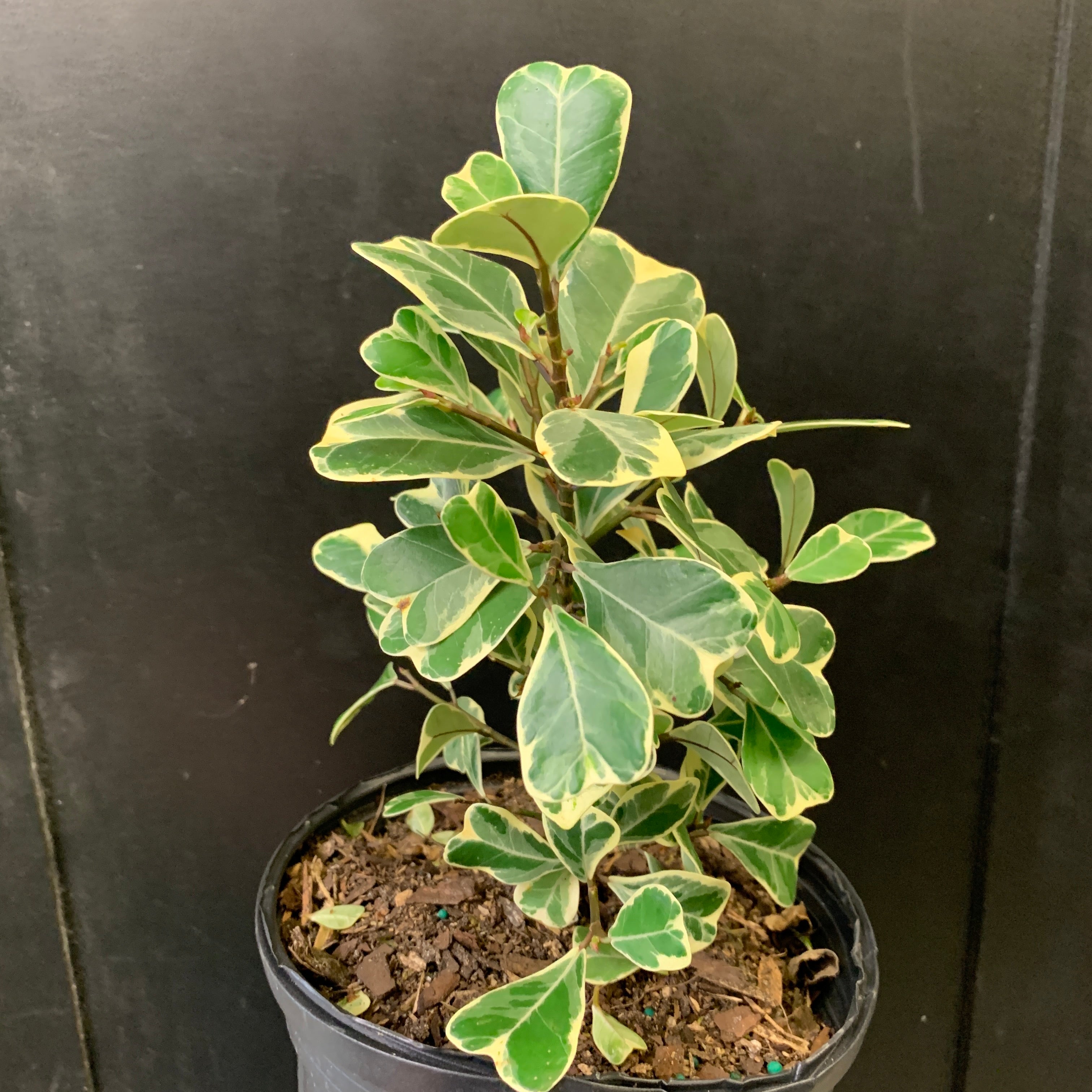 Ficus triangulaire 'Variegata'