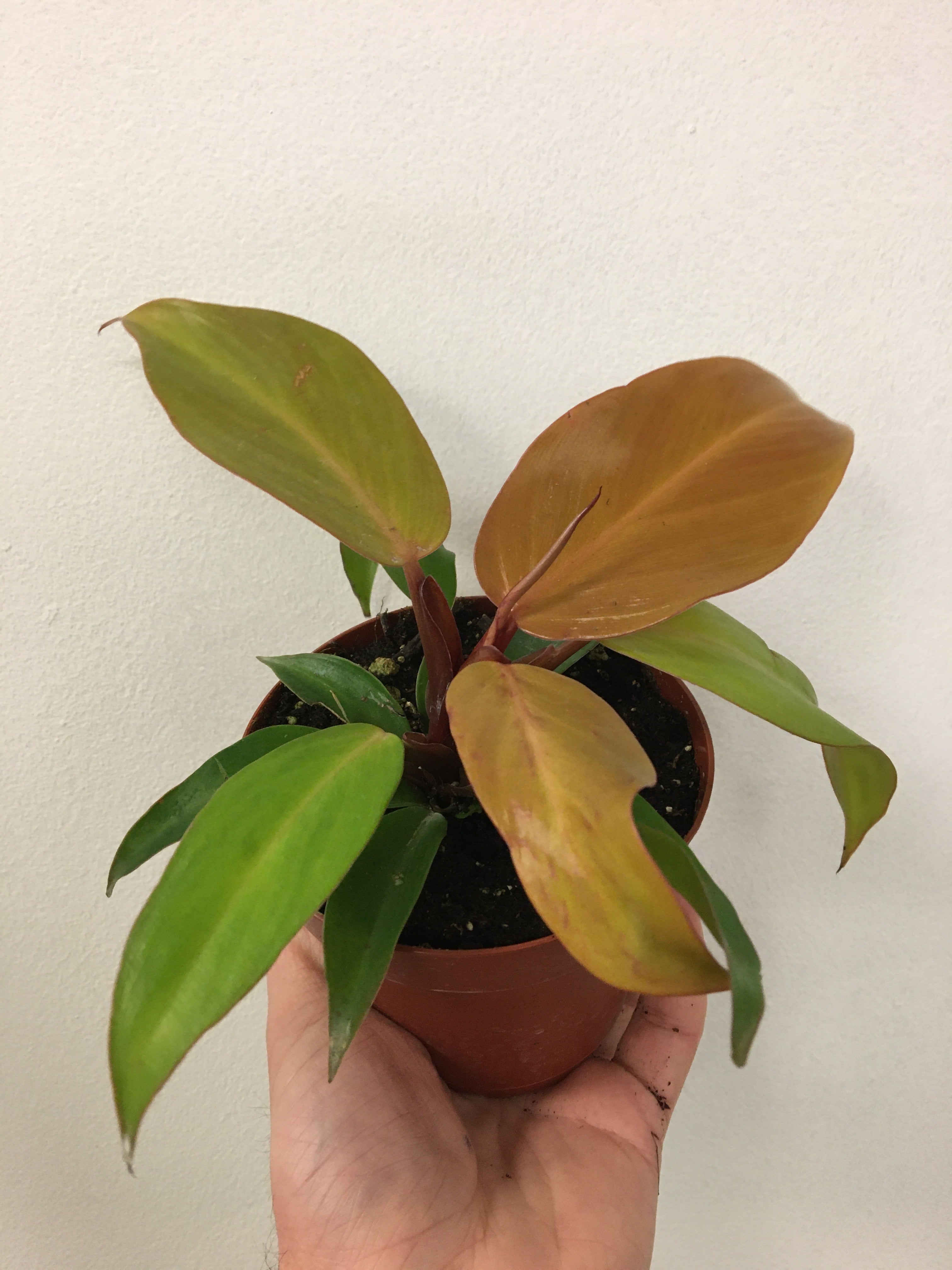 Philodendron 'McColley's Finale'