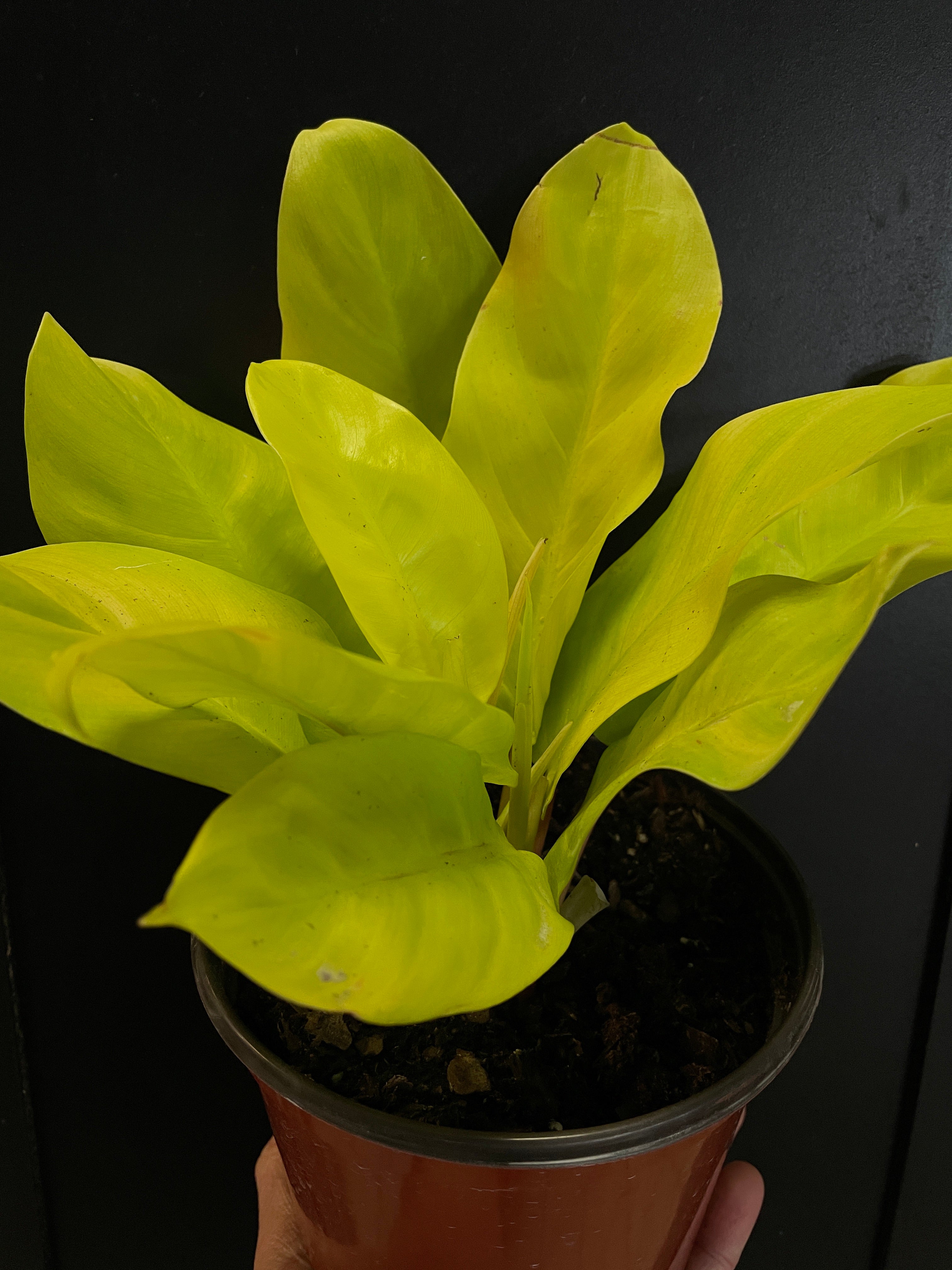 Philodendron 'Malay Gold'