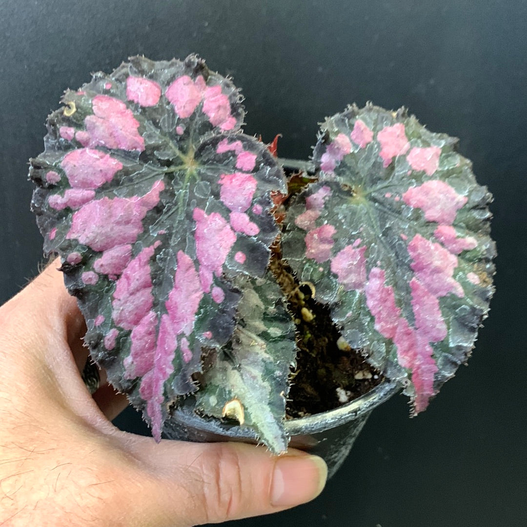 Begonia Plum Paisley