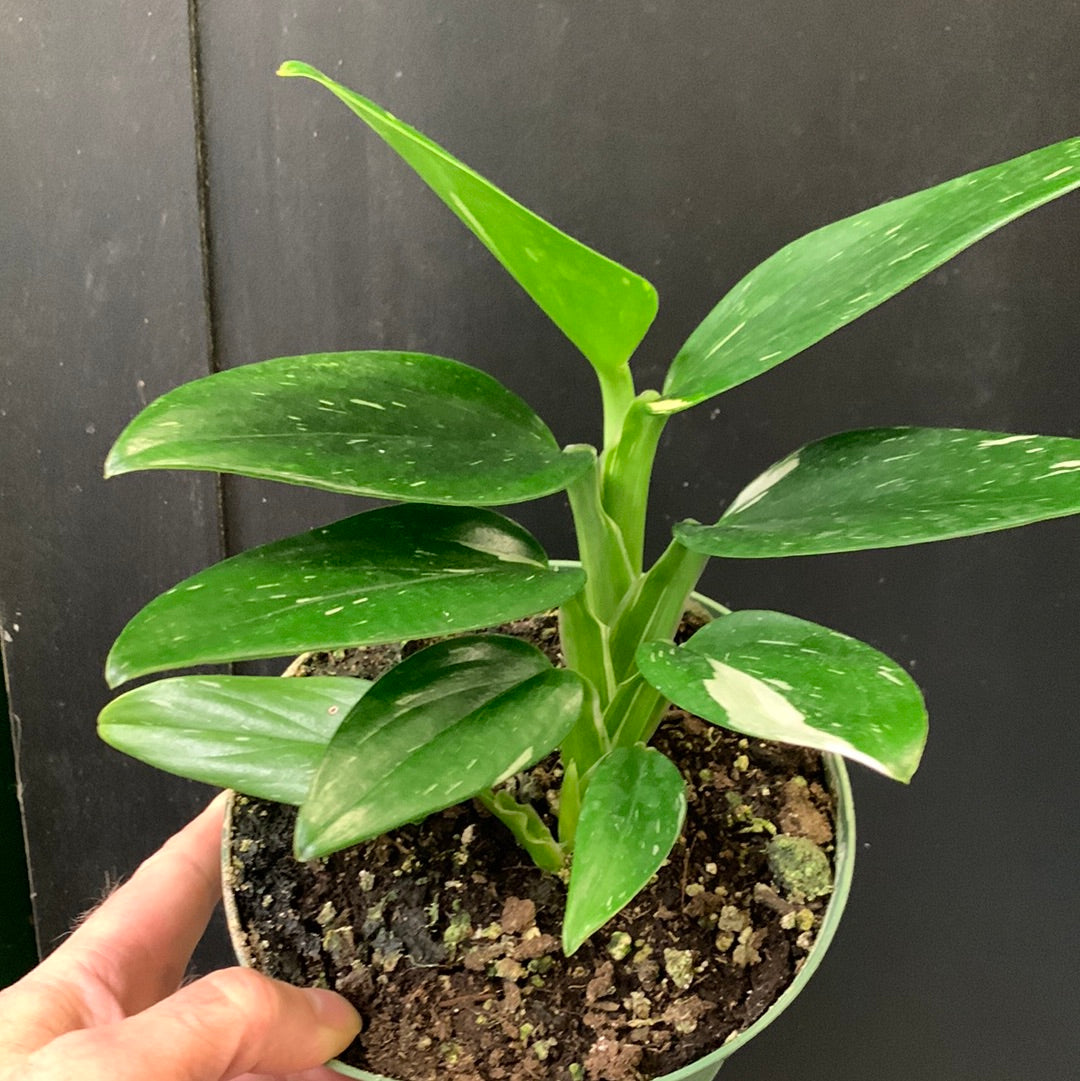 Monstera Standleyana Albo Variegata