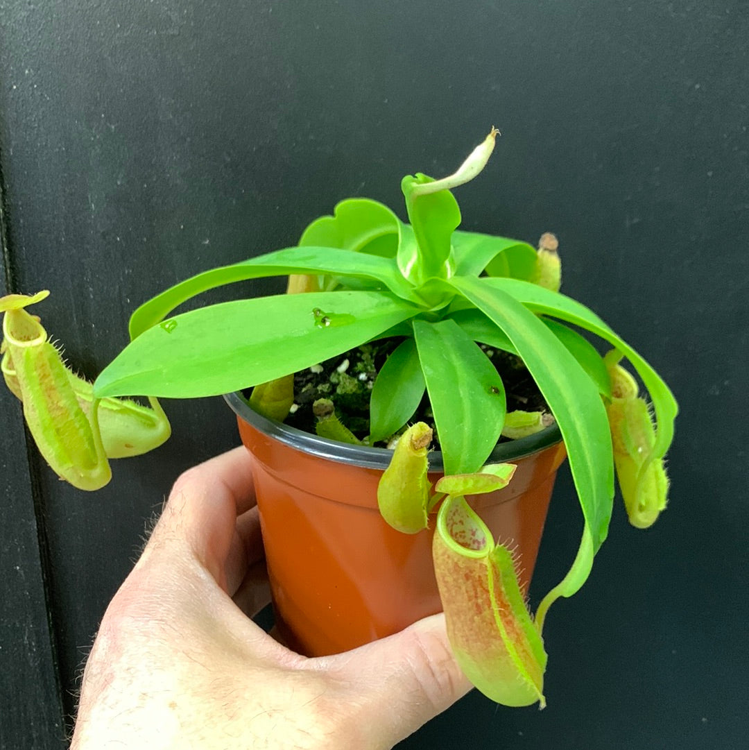 Nepenthes sanguinea