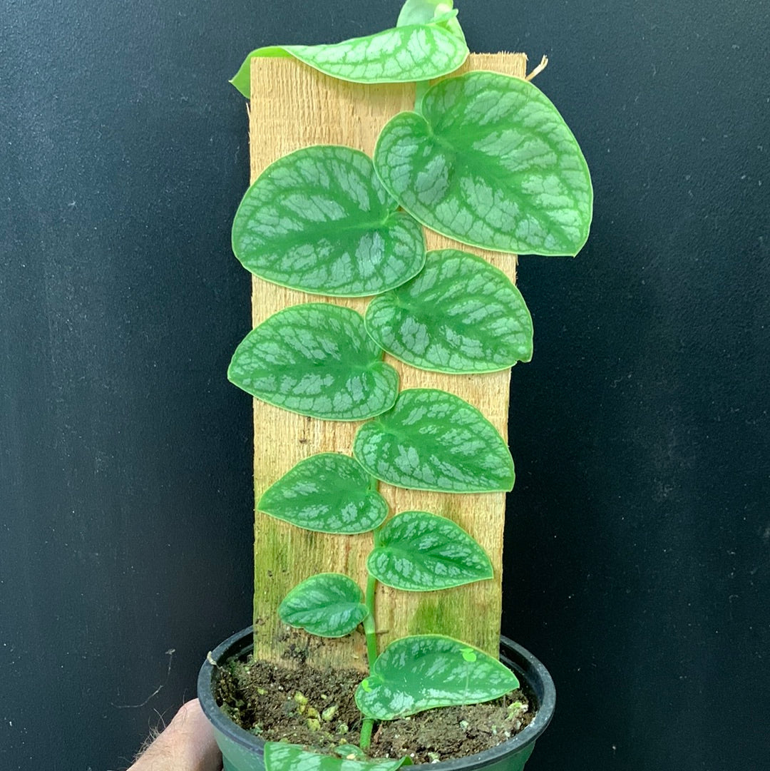 Monstera dubia