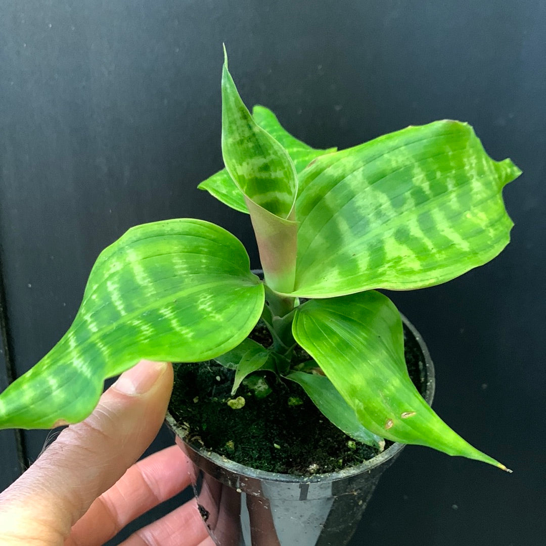 dracaena goldieana Dracaena goldieana