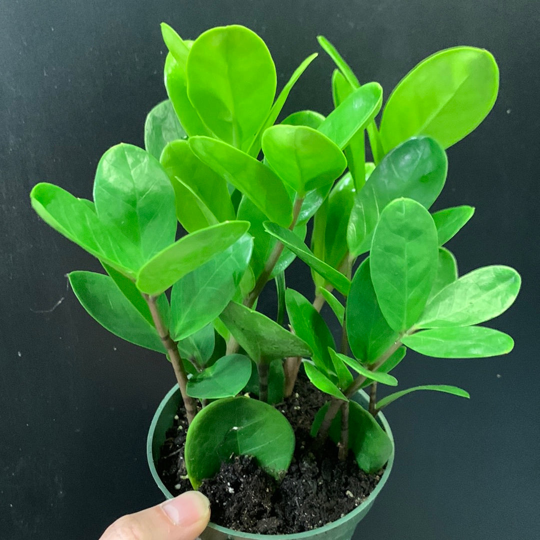 Plante porte-bonheur ZZ