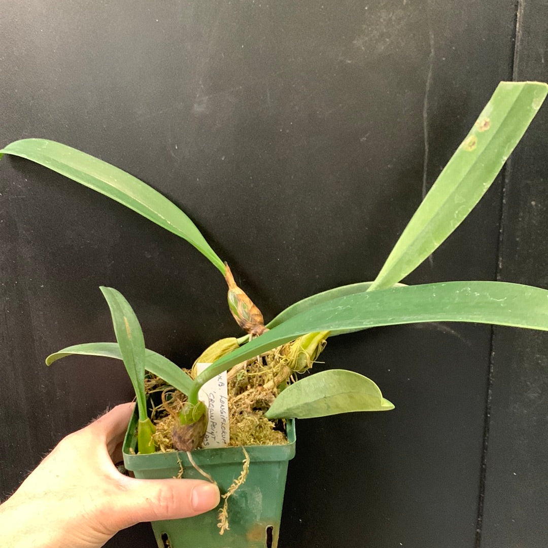 Bulbophyllum longiflorum Crownfox CCM/AOS