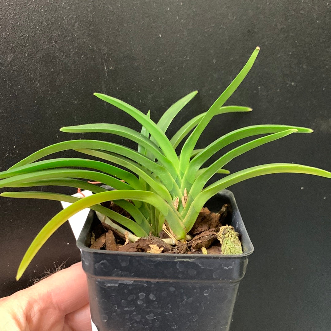 Vanda falcata