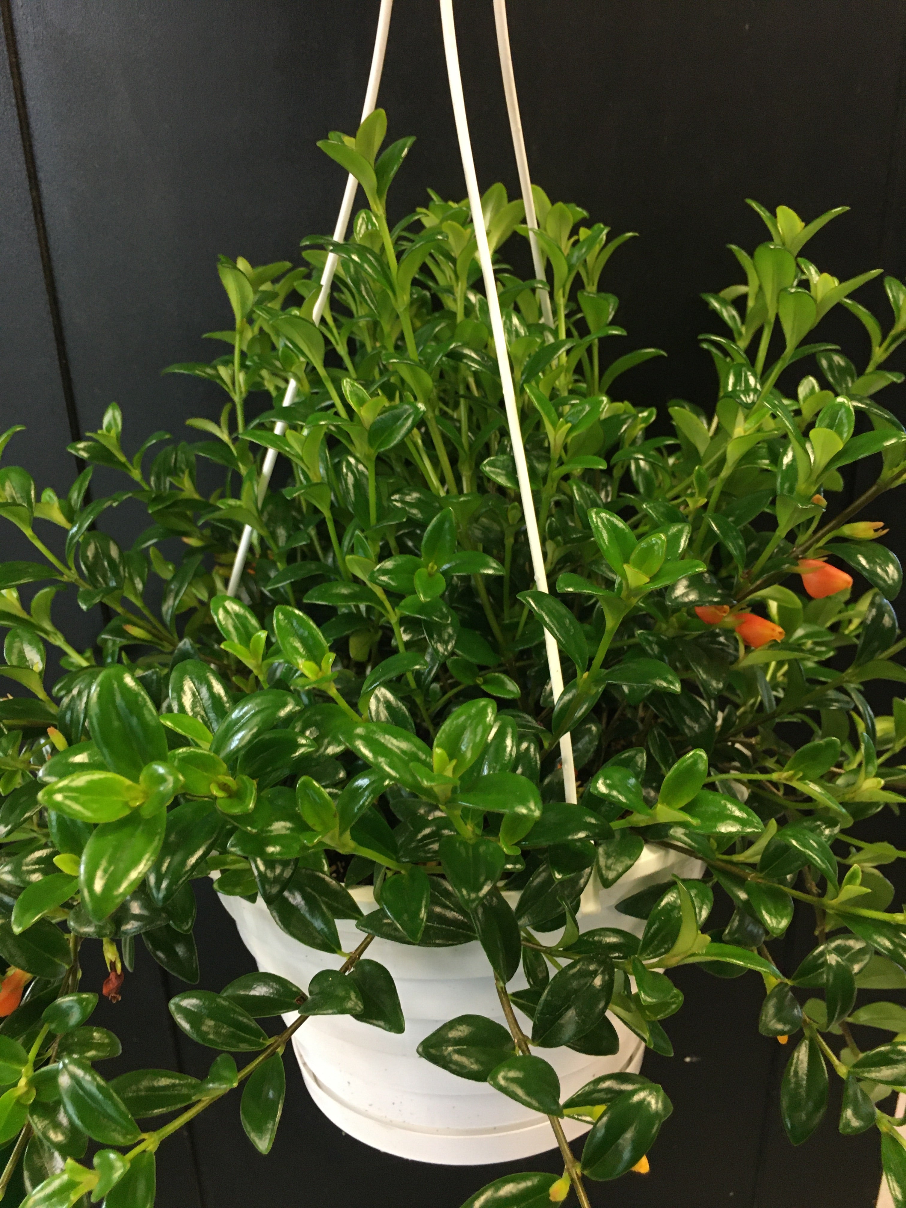 Plante poisson rouge