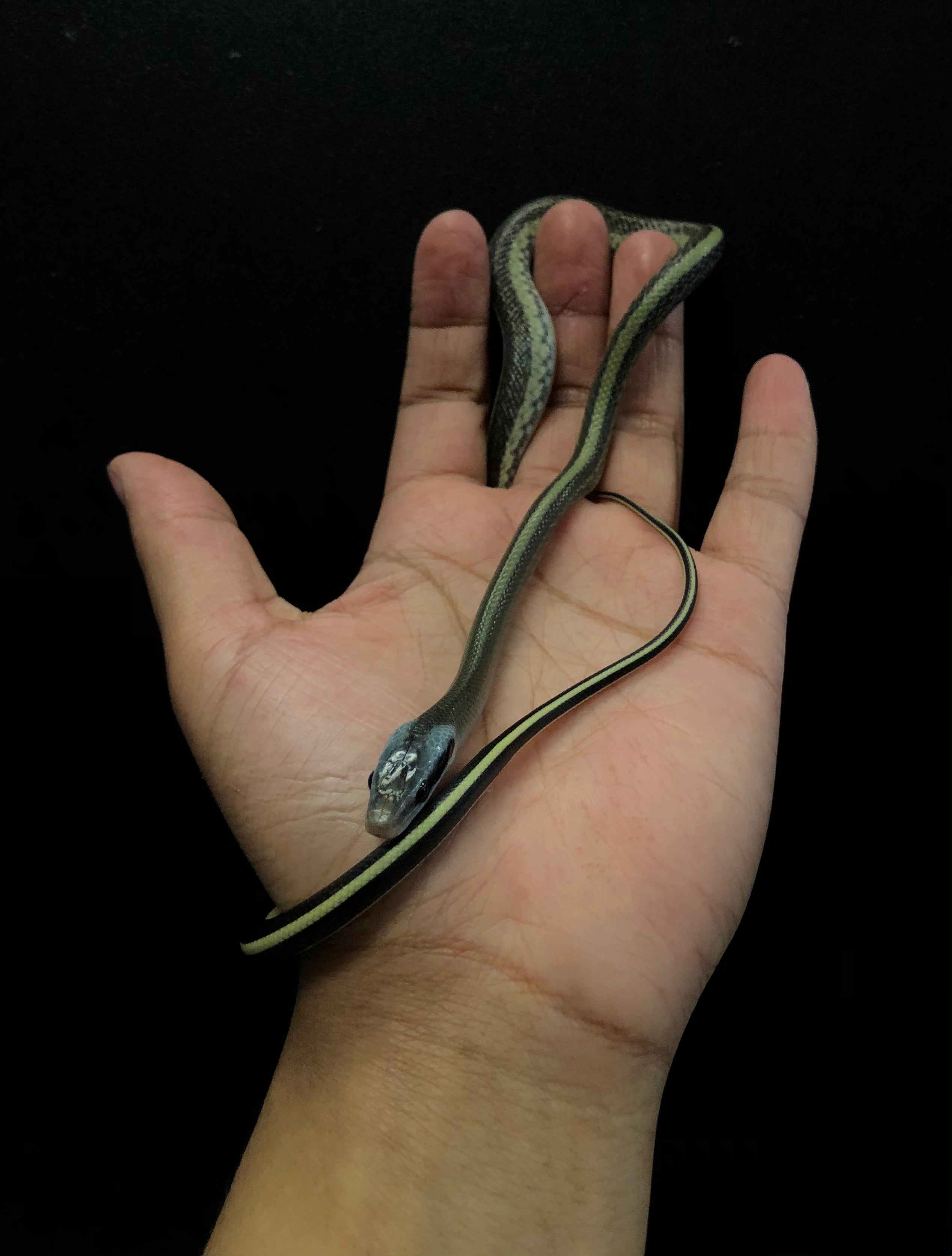 Serpent ratier des cavernes