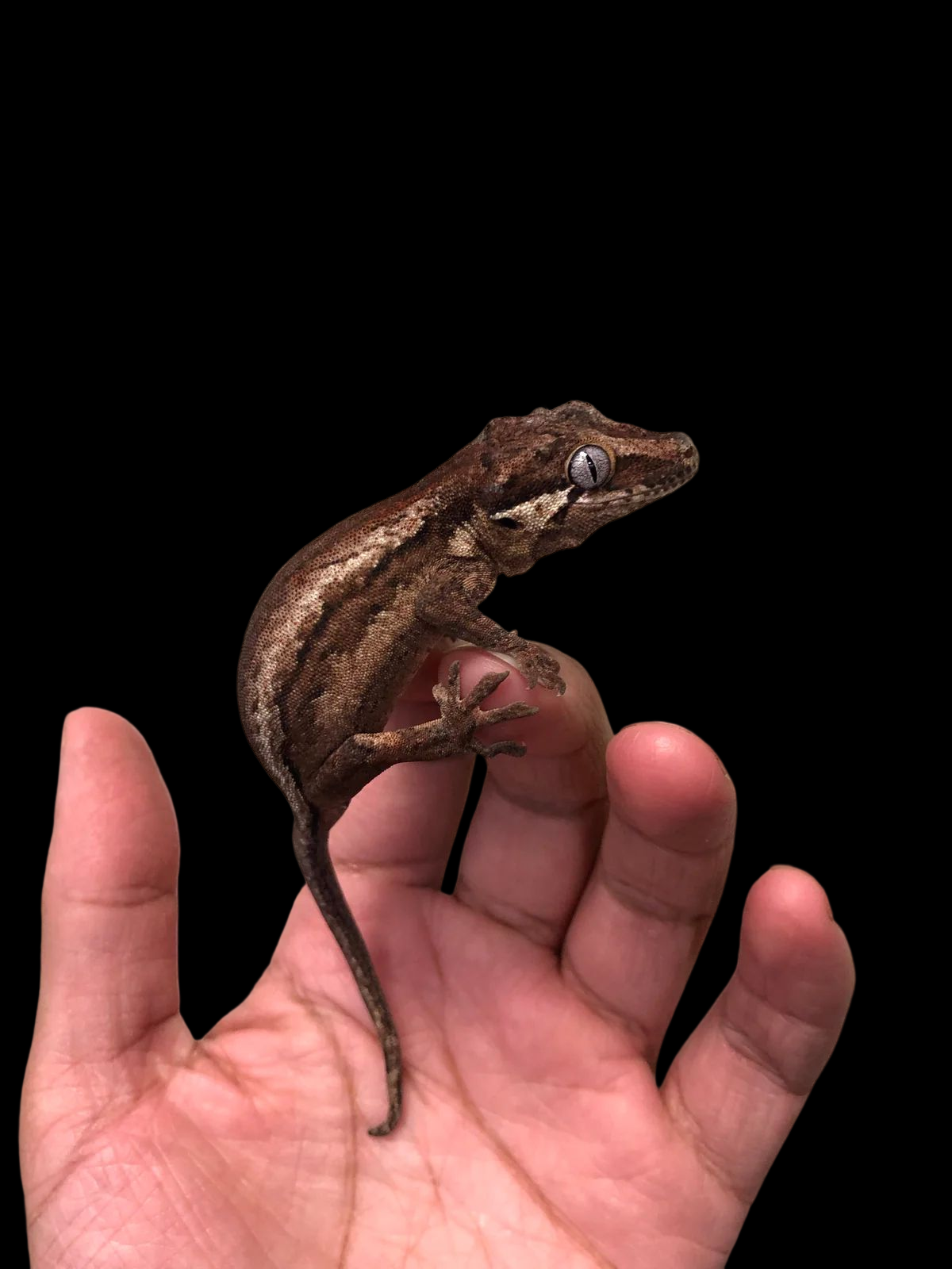 Gargoyle Gecko (Assorted)