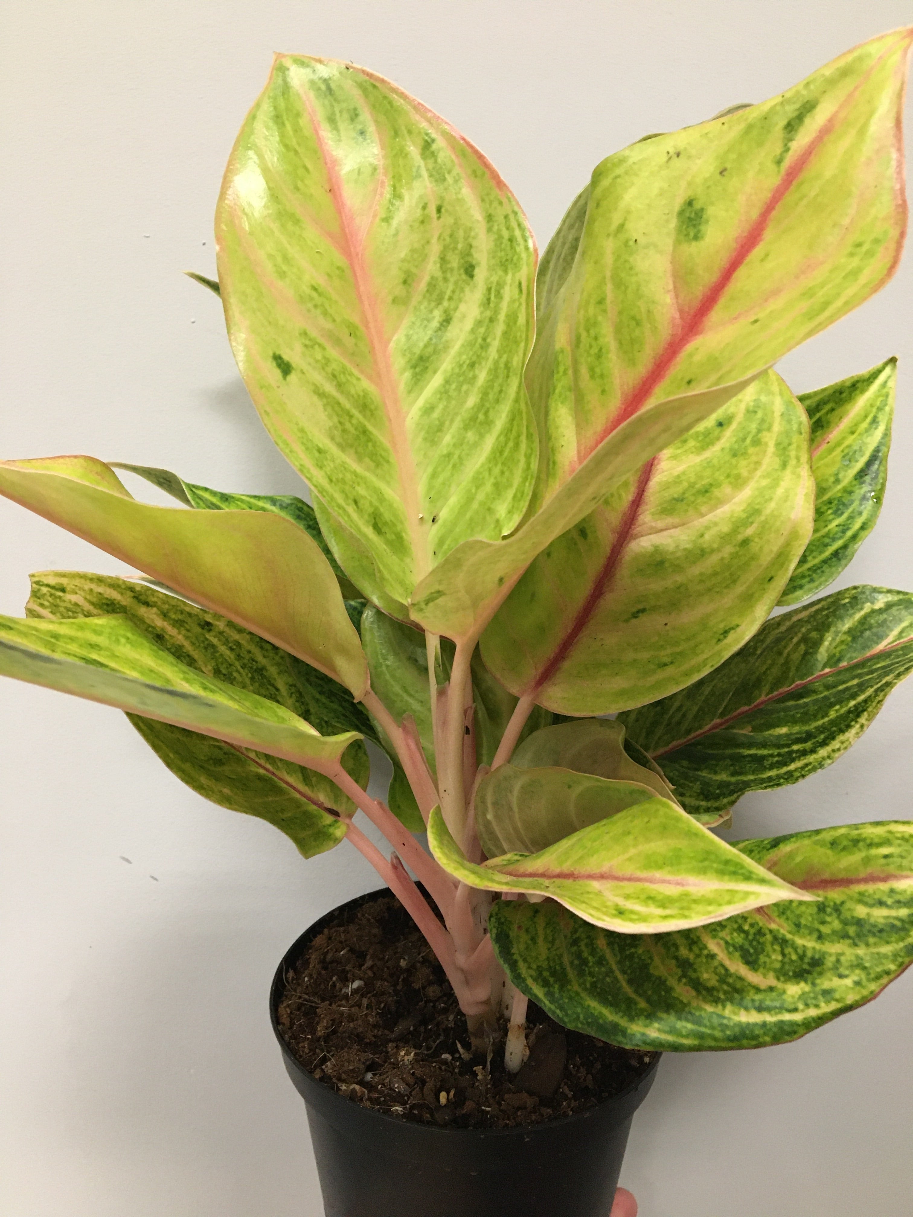 aglaonema golden fluorite Aglaonema 'Golden Fluorite'