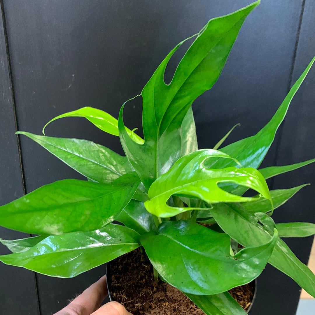 Epipremnum bleu baltique