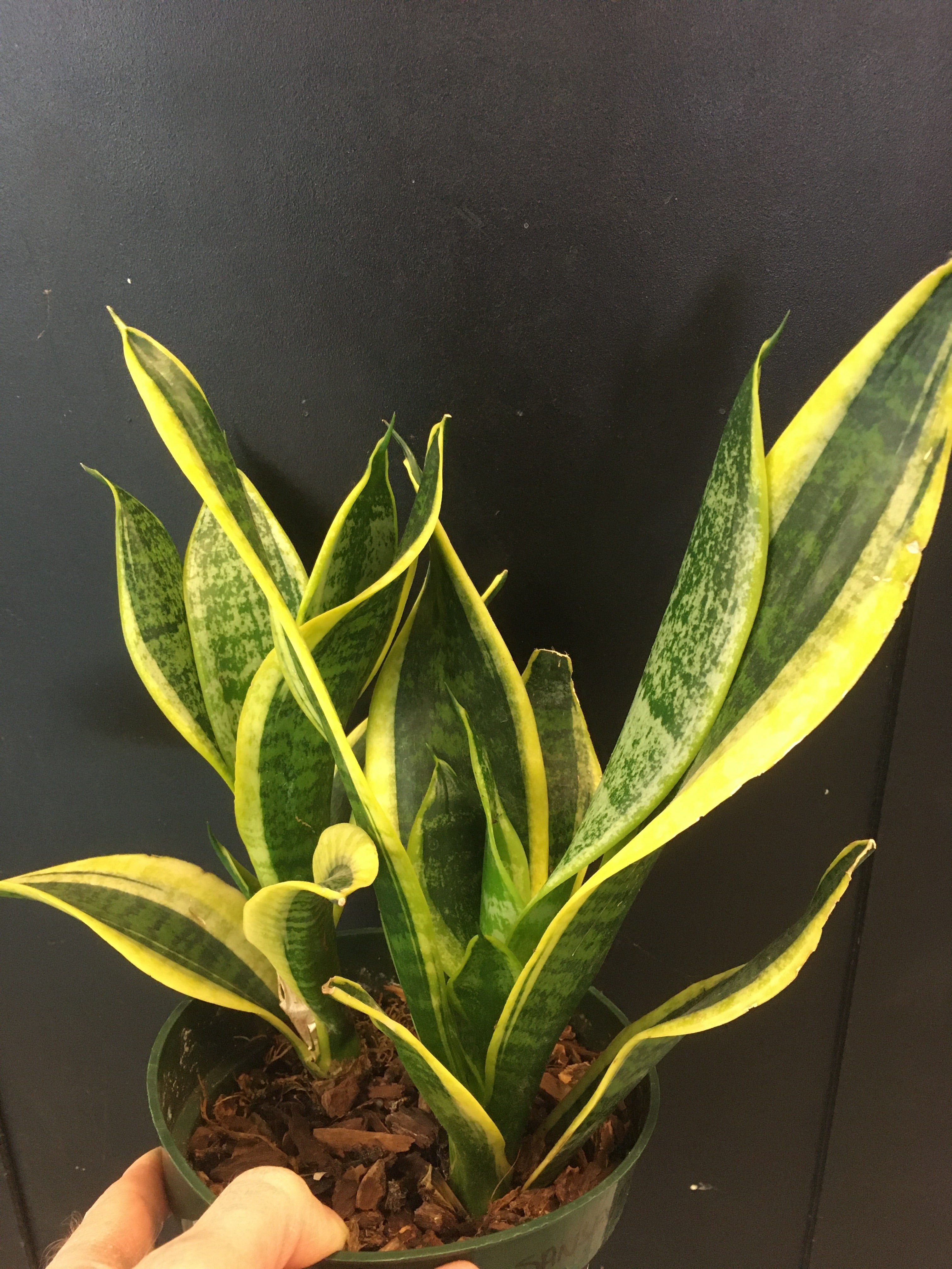 Sansevieria 'Superba Futura'