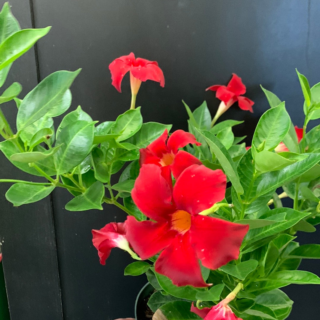 Assortiment de Dipladenia