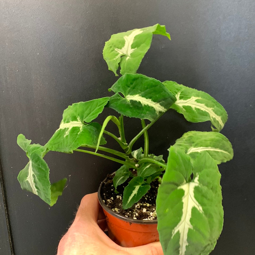 Syngonium wendlandii