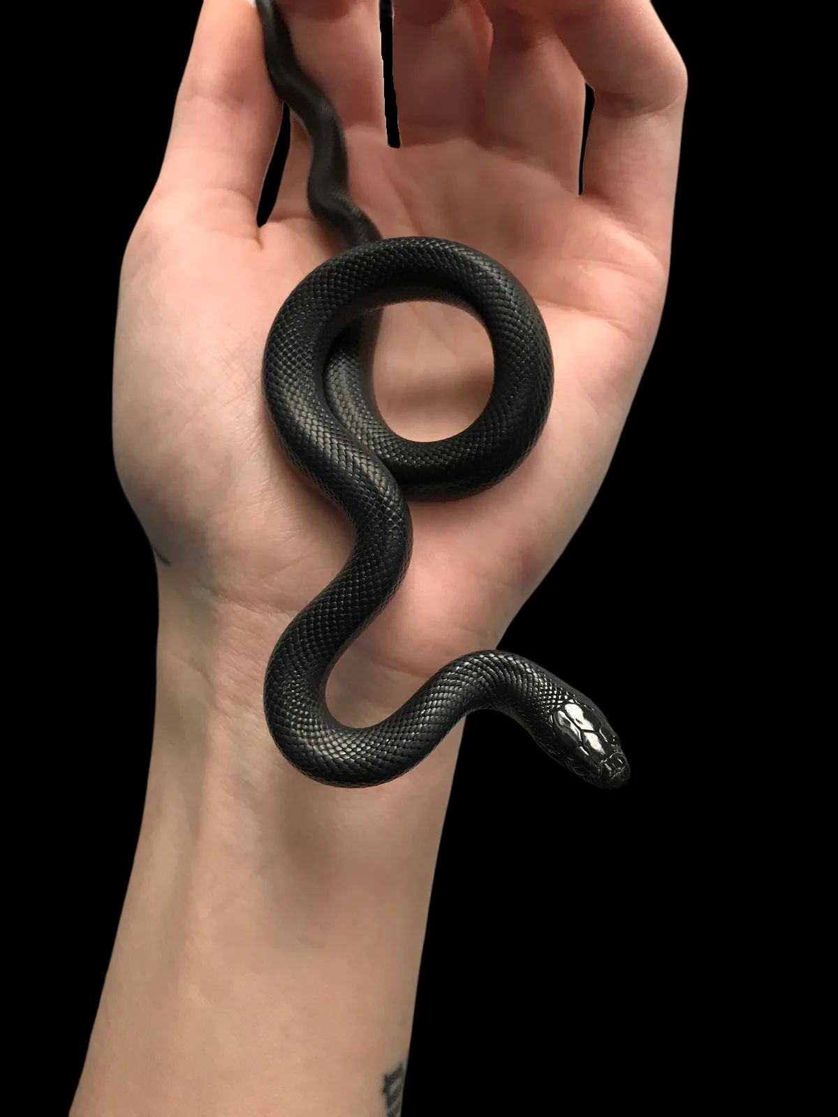 Couleuvre royale noire du Mexique