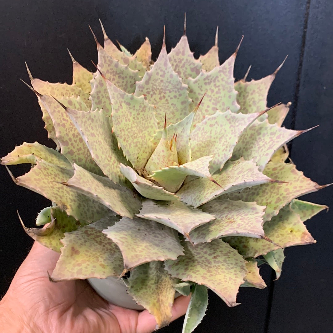 Peinture éponge Mangave