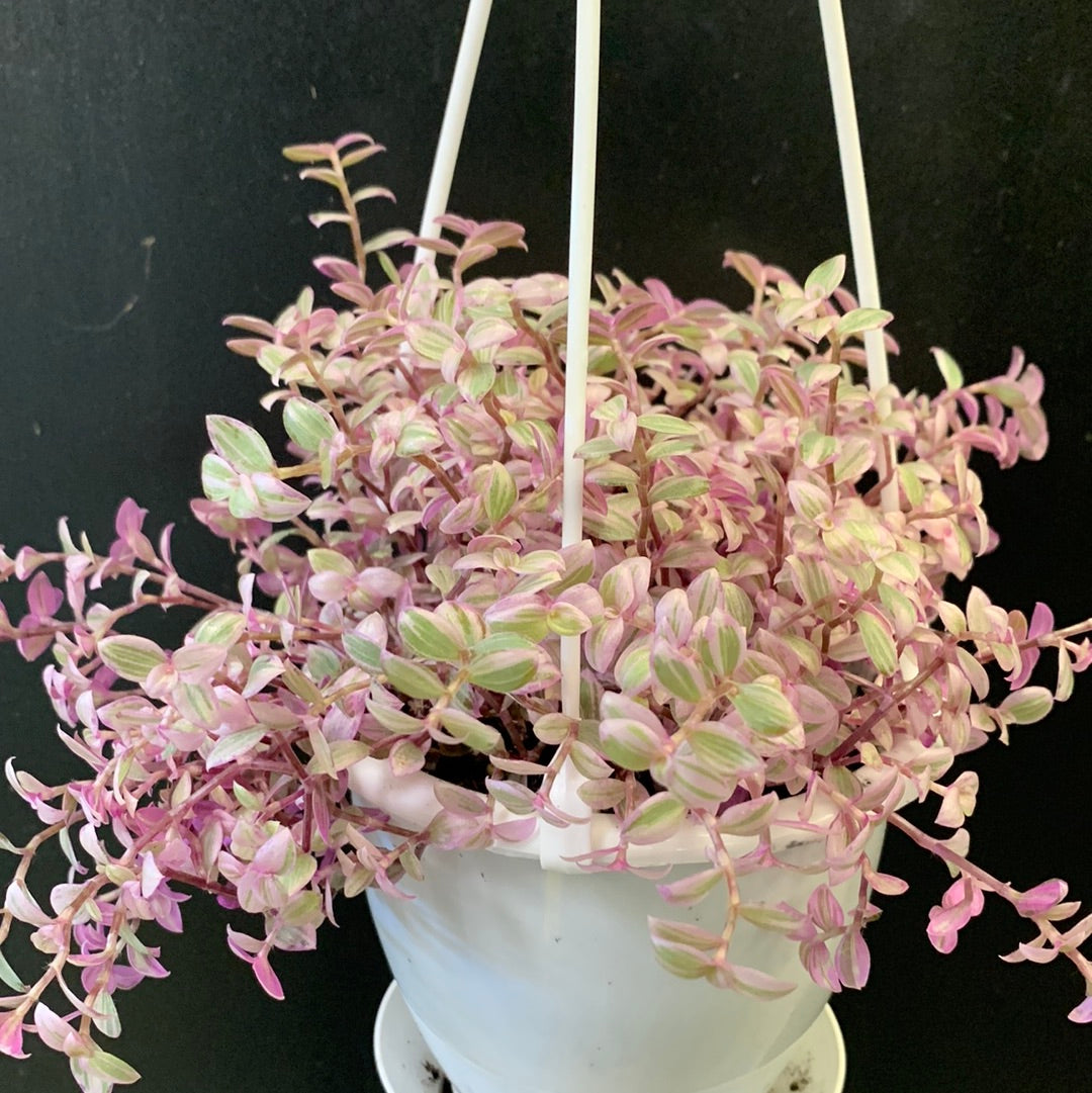 Callisia repens Panthère rose