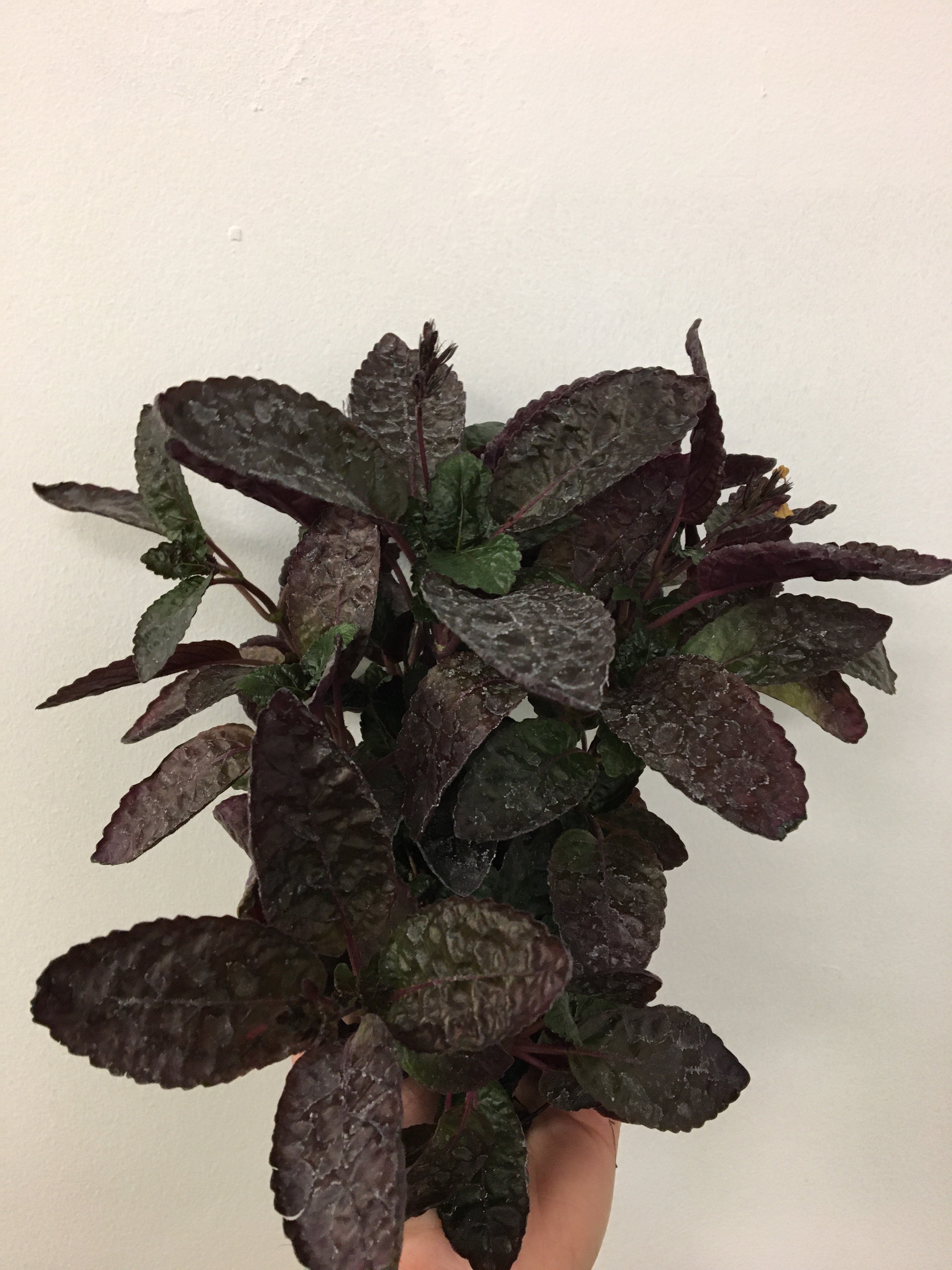 Hemigraphis alternata