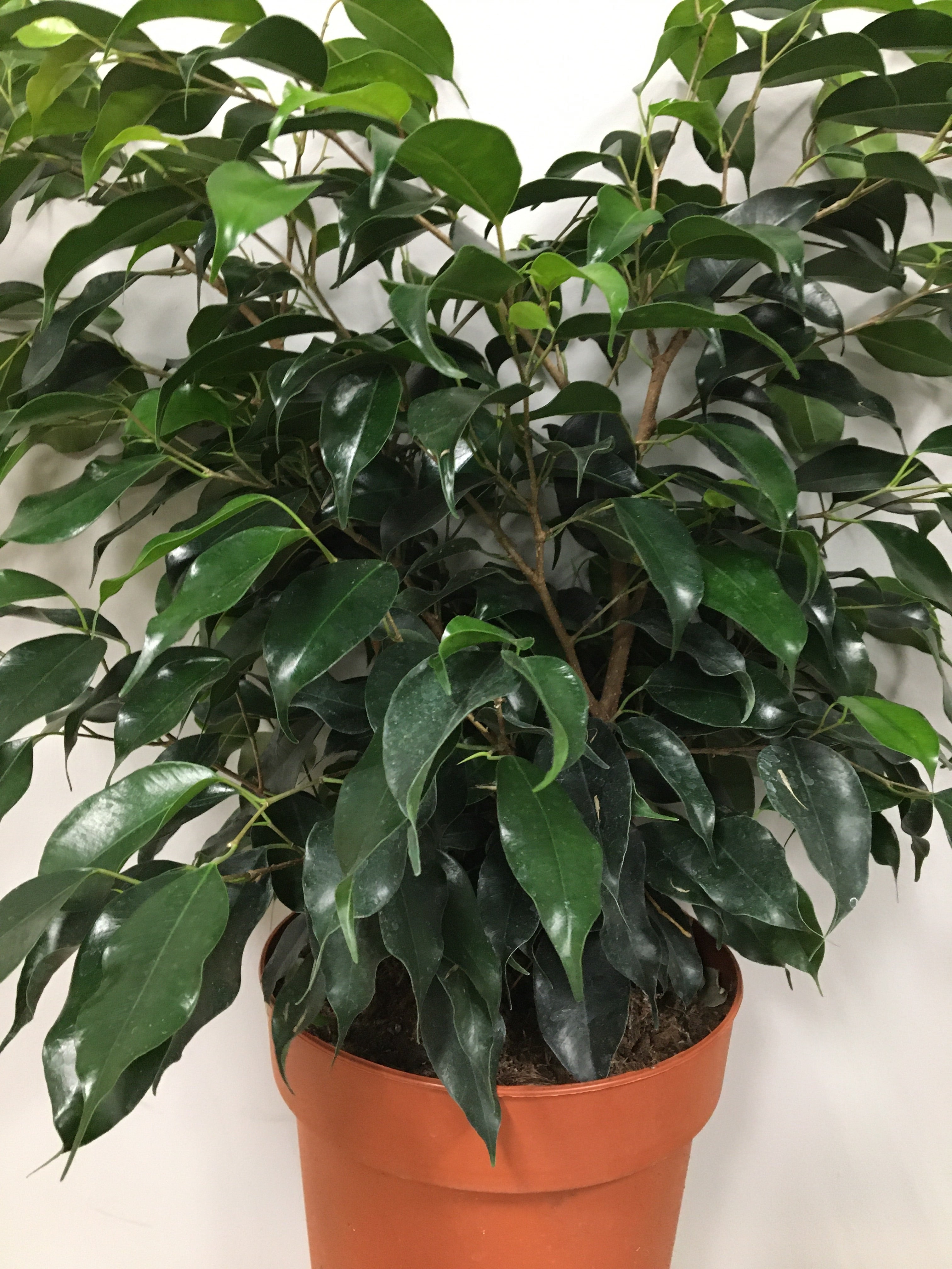Ficus benjamina