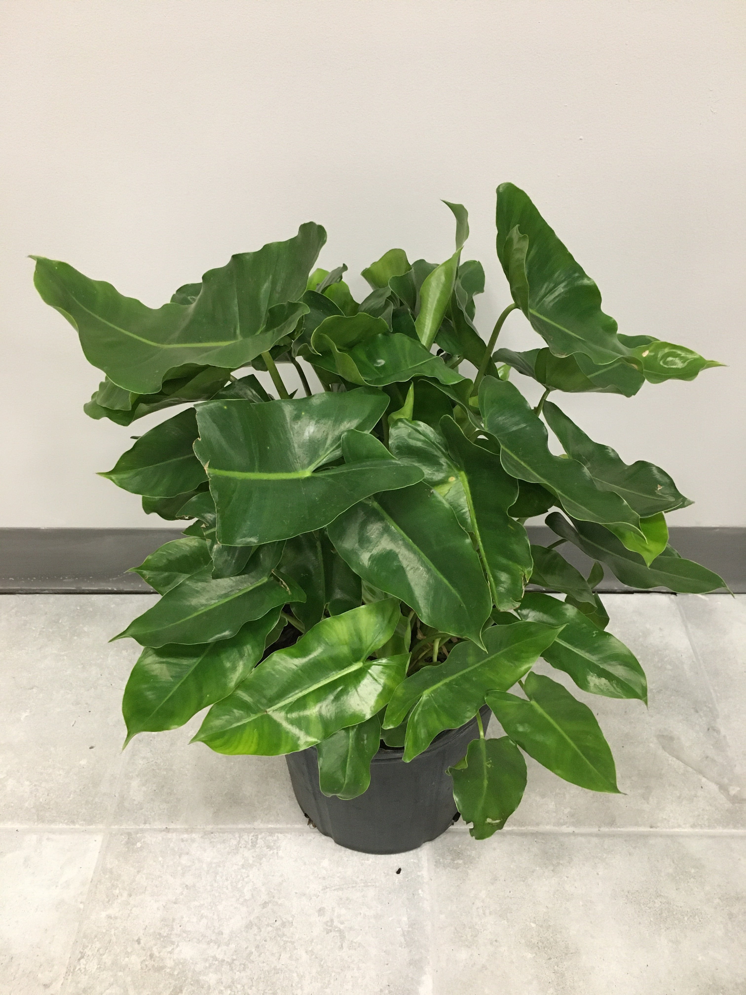 Philodendron 'Burle Marx'