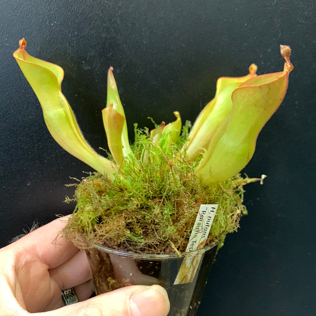 Heliamphora nutans Roraima Tepui