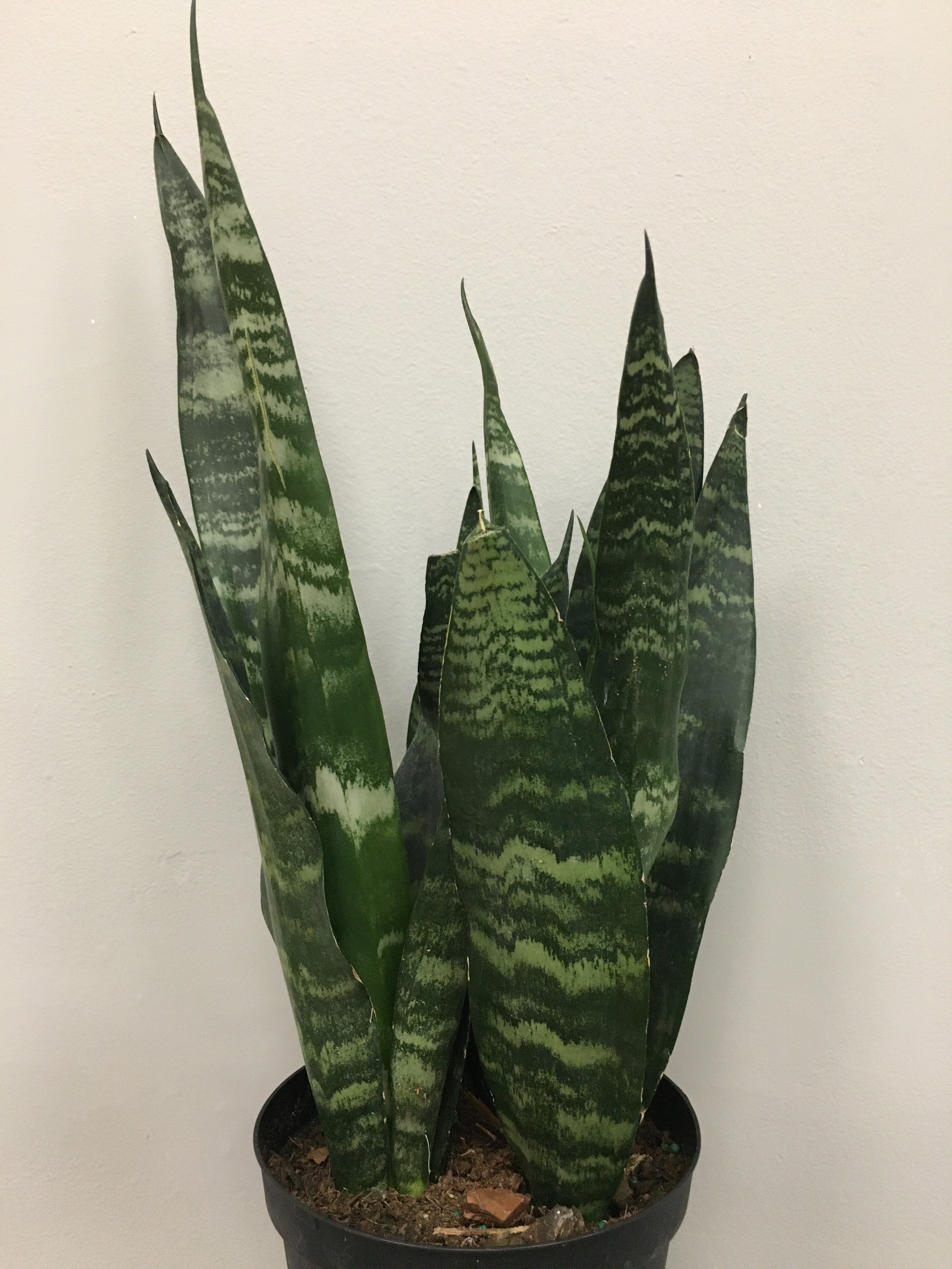 Sansevieria 'Black Coral'