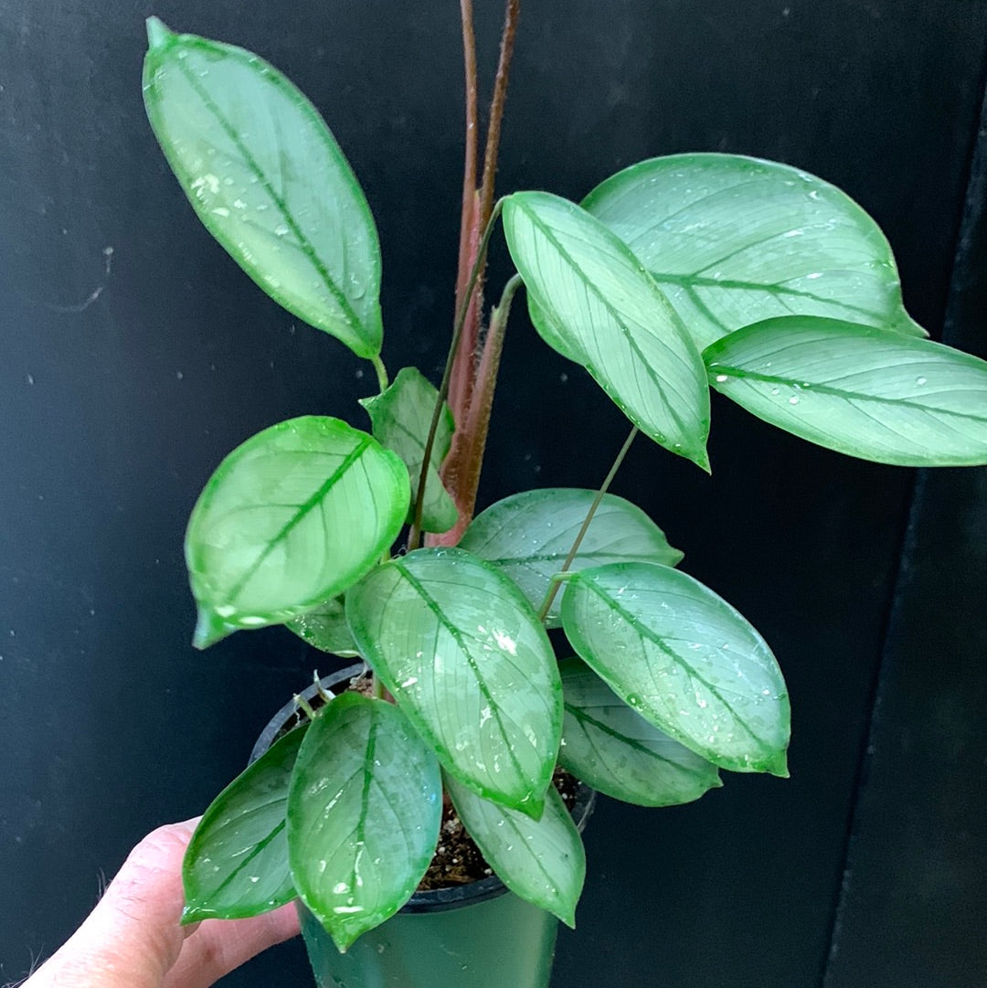 Ctenanthe grey star