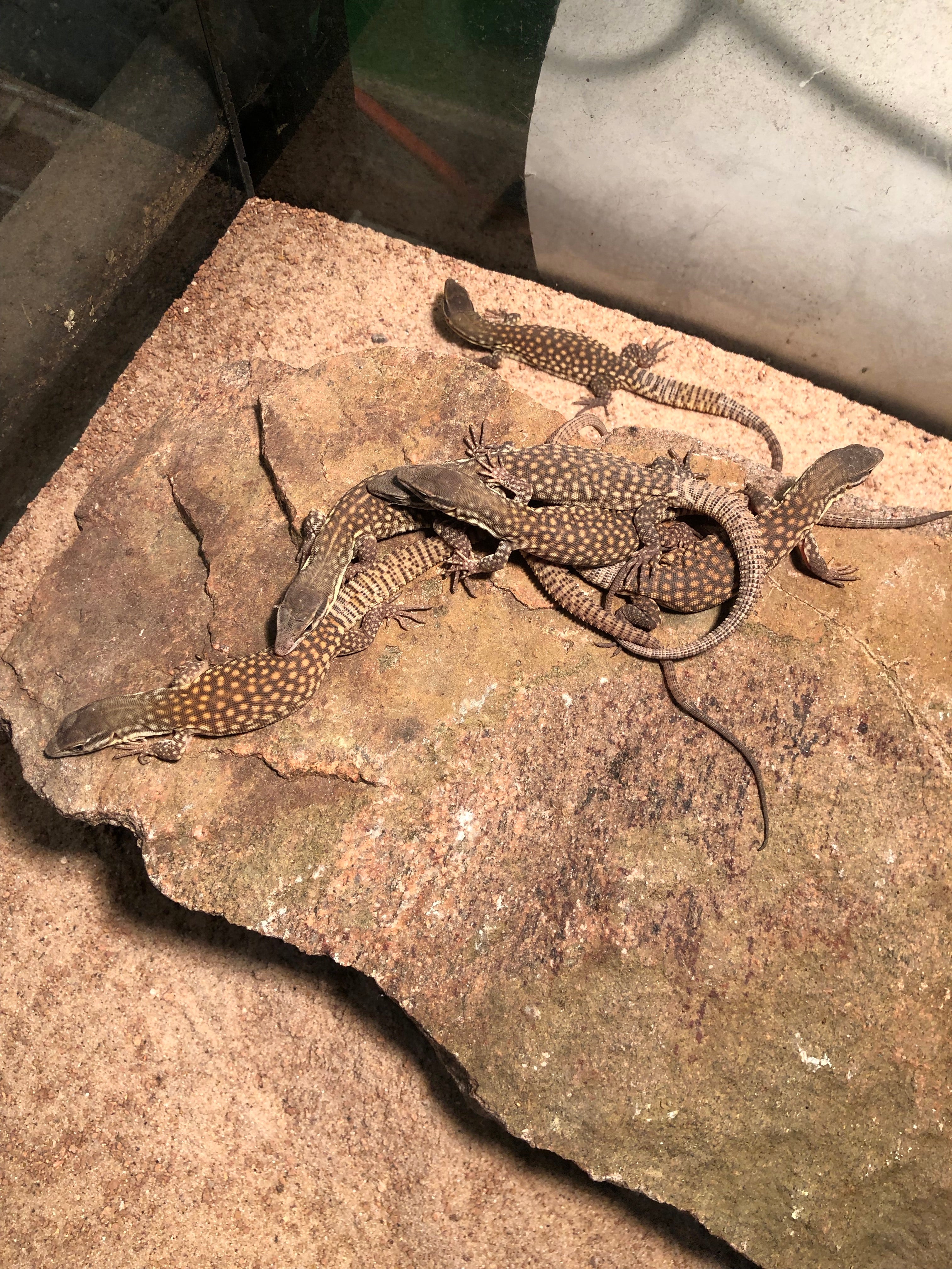 Yellow Ackie Monitor (Varanus acanthurus)