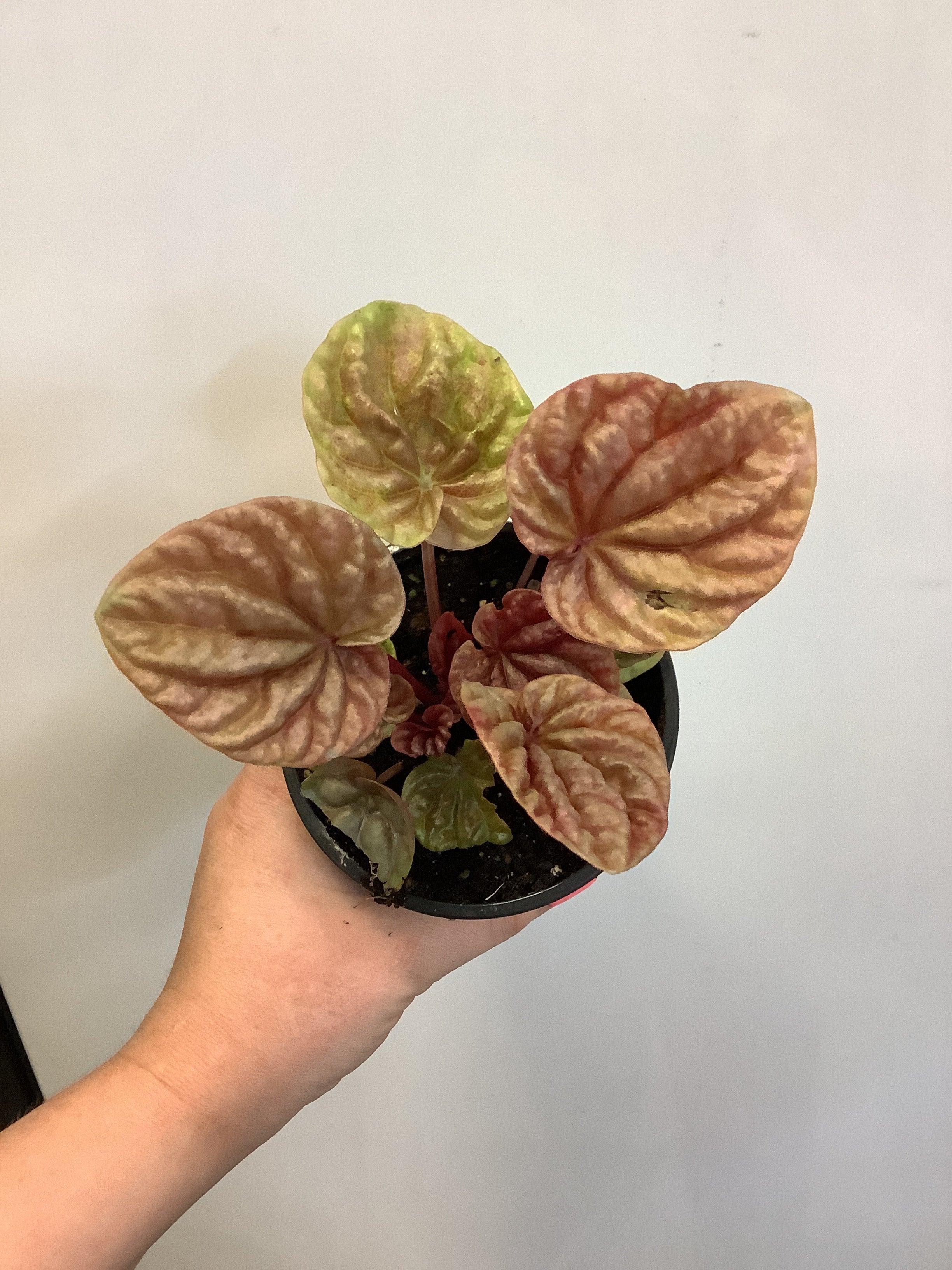 Peperomia Quito