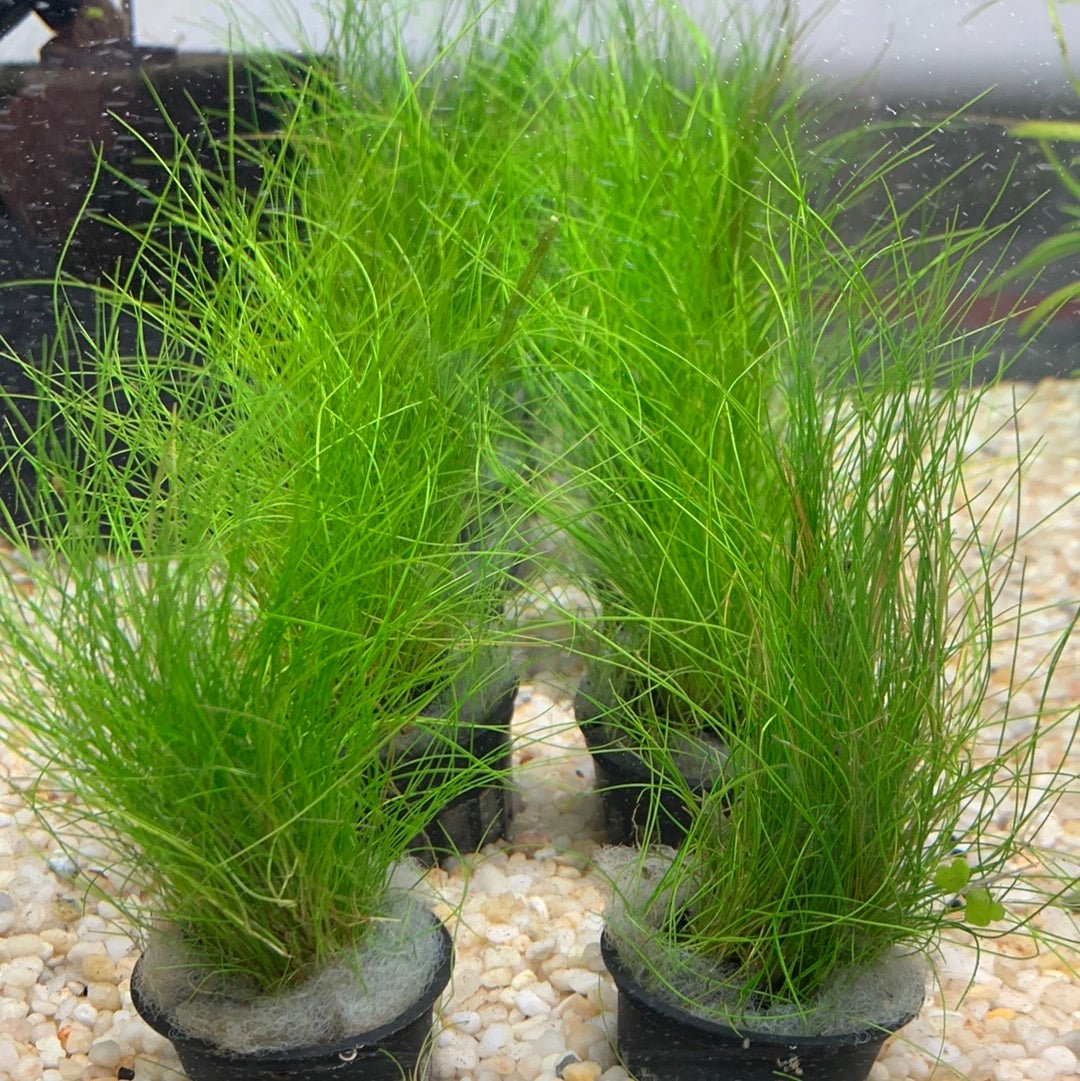 Eleocharis parvula (Eleocharis parvula) - Pot