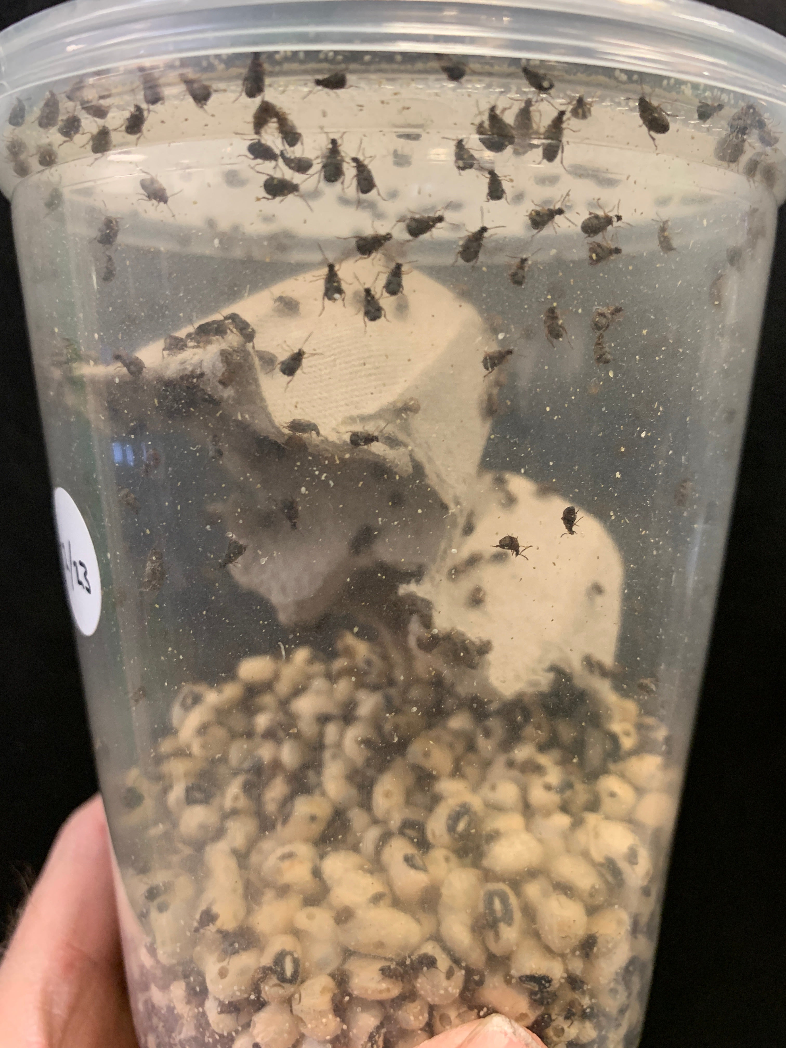 Colonie de charançons du haricot