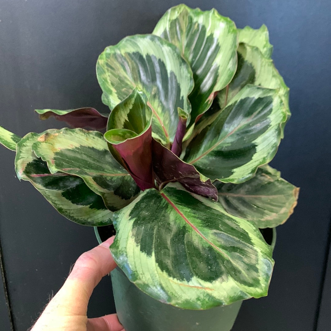 Calathea Shinestar
