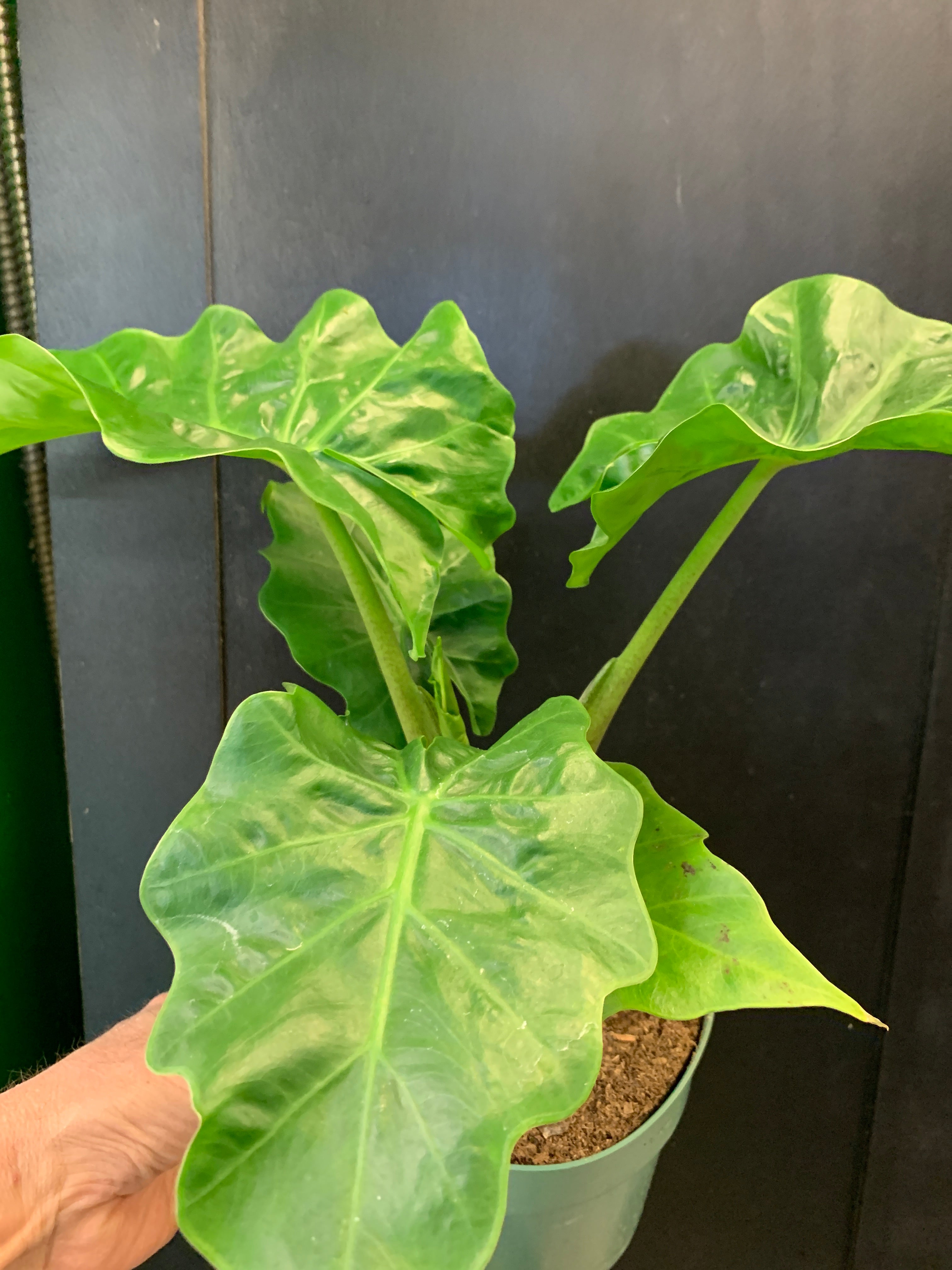 low rider elephant ear plant Alocasia Low Rider