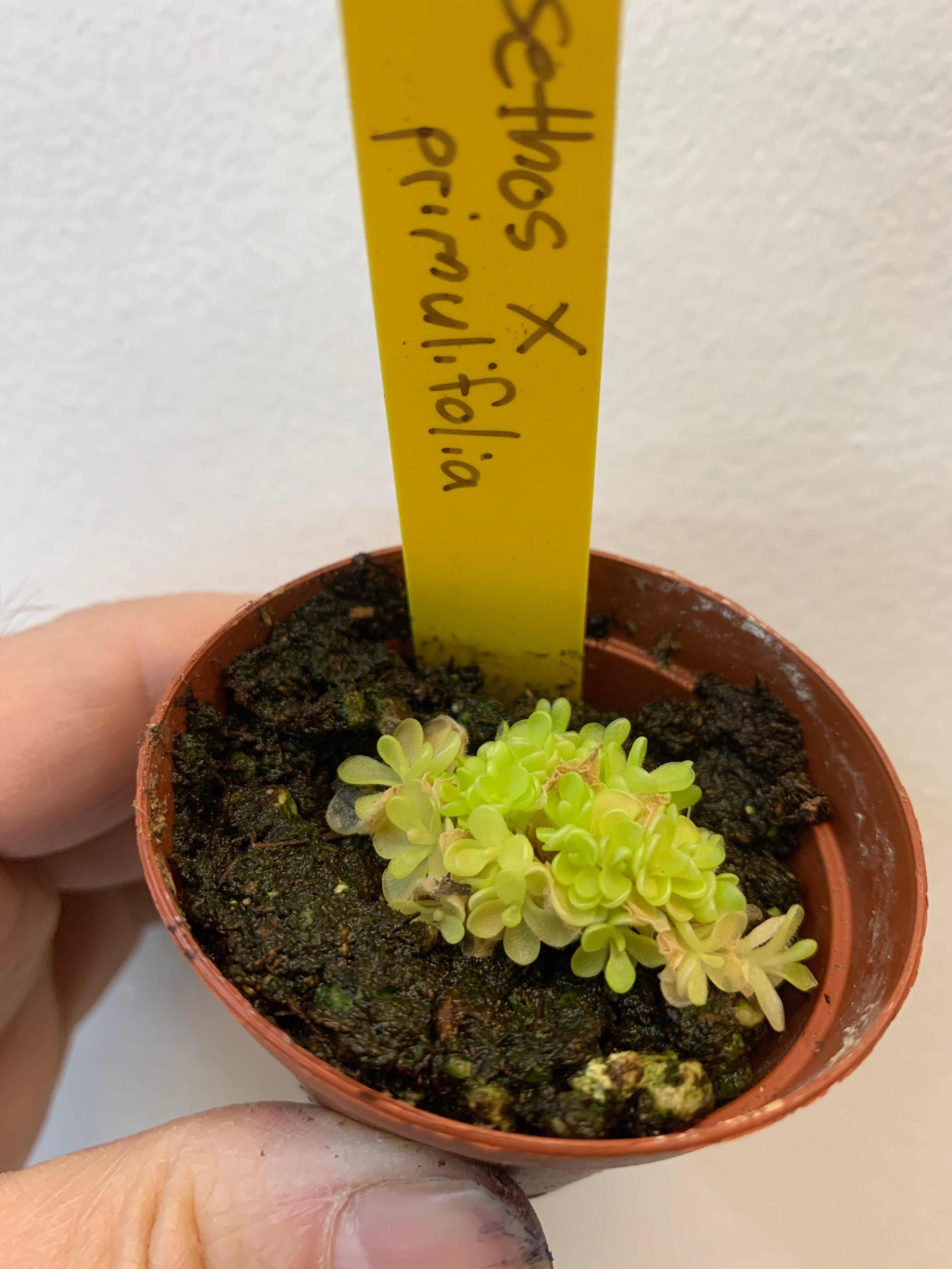Pinguicula Sethos × primuliflora