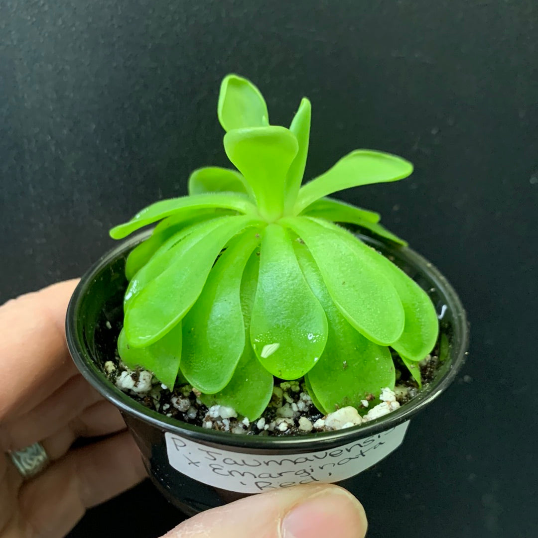 Pinguicula emarginata red x jaumavensis