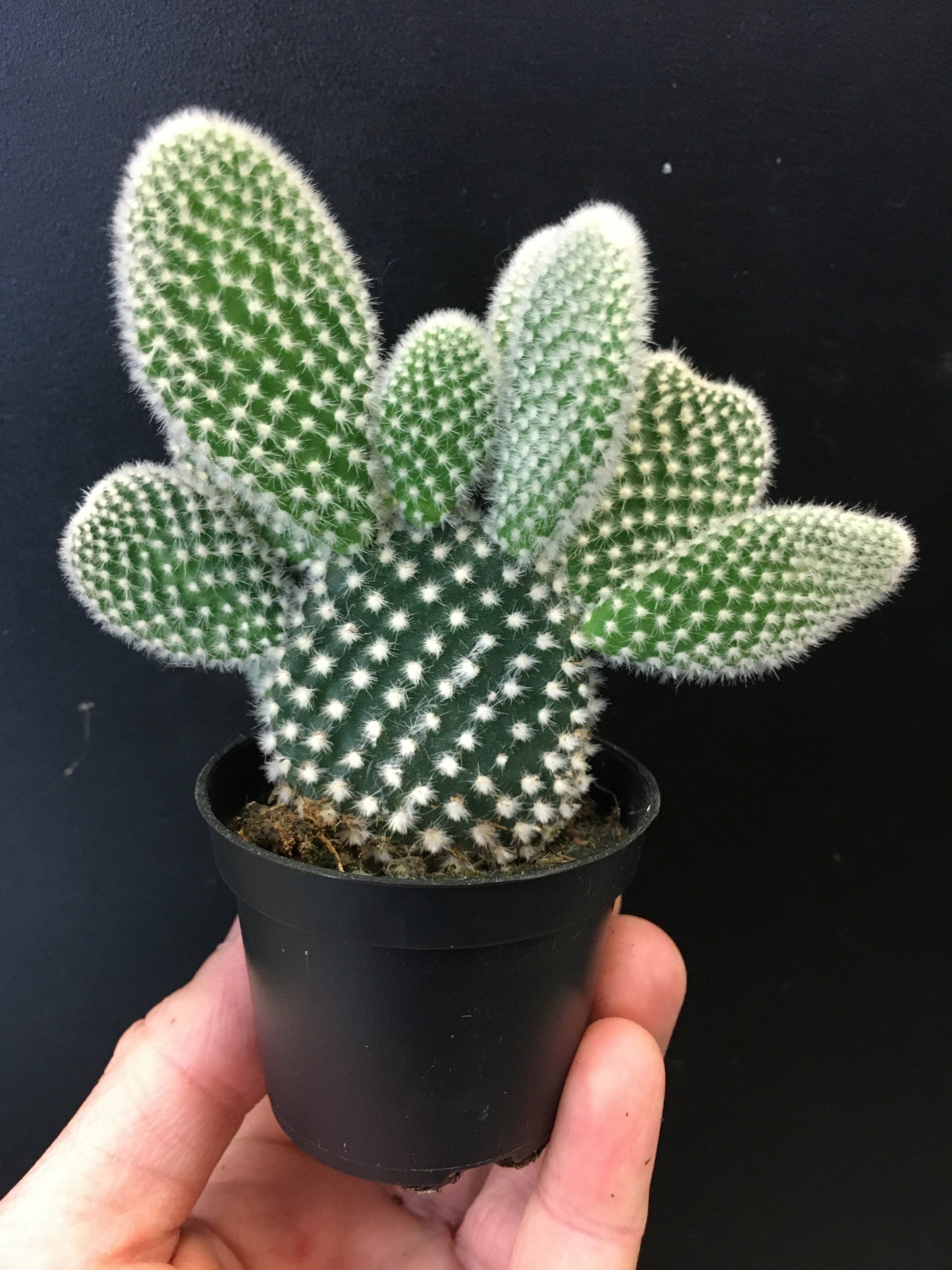 Opuntia