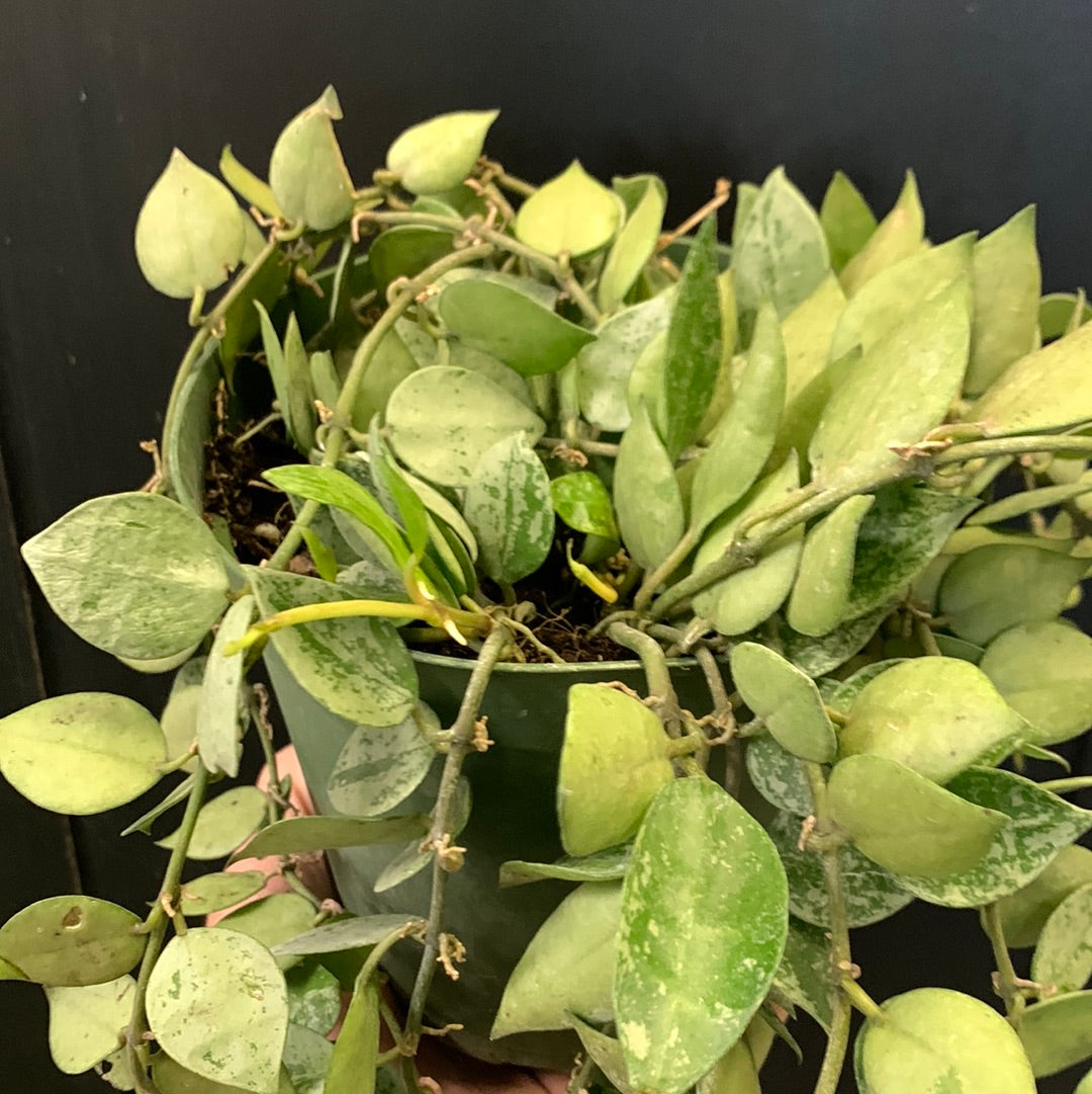 Hoya krohnihana Argent
