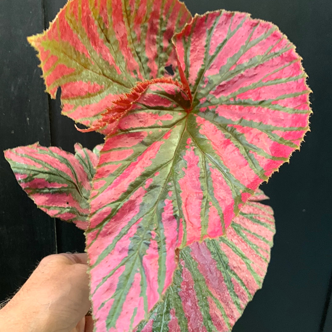 Bégonia brevirimosa